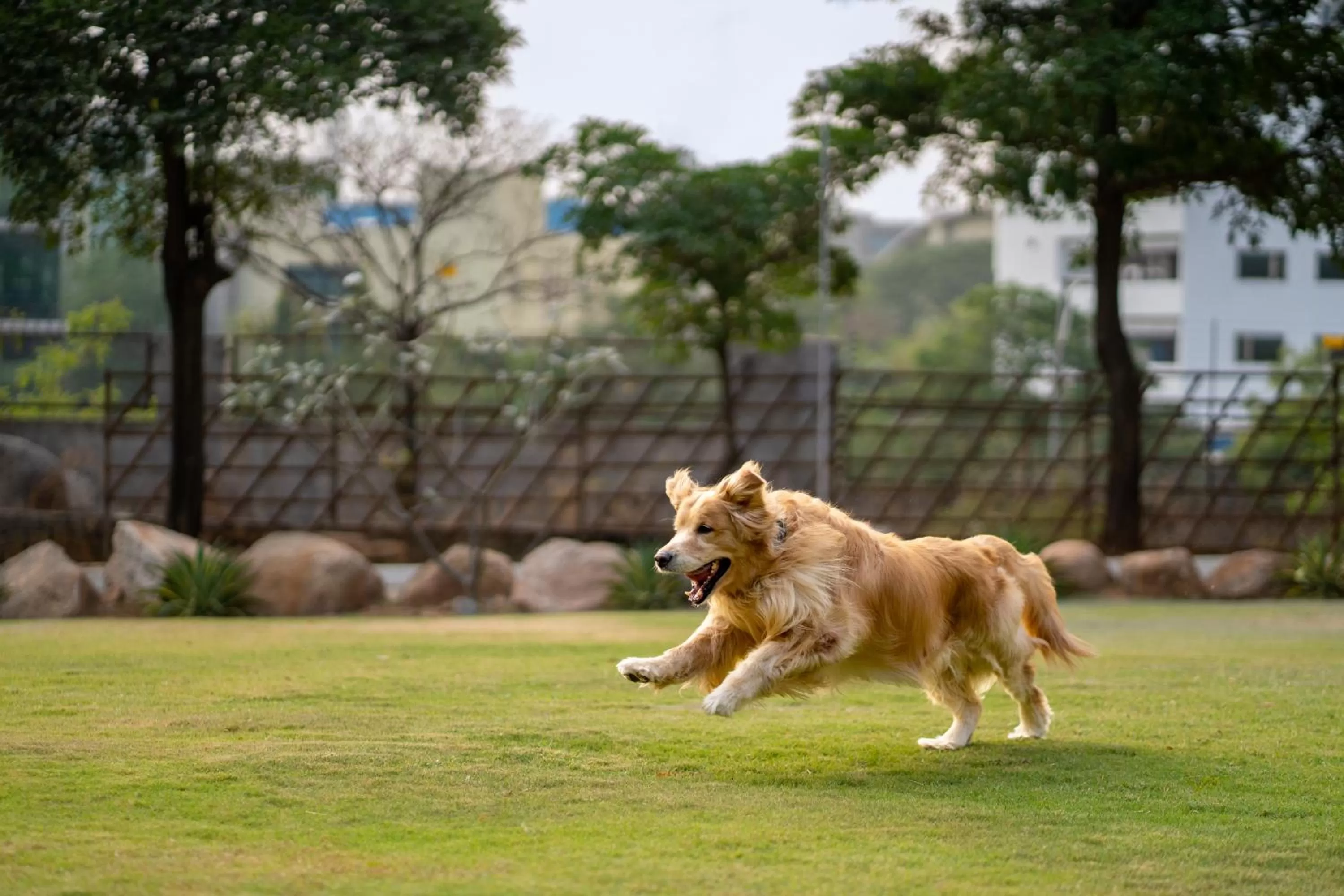 Pets in Hyatt Hyderabad Gachibowli