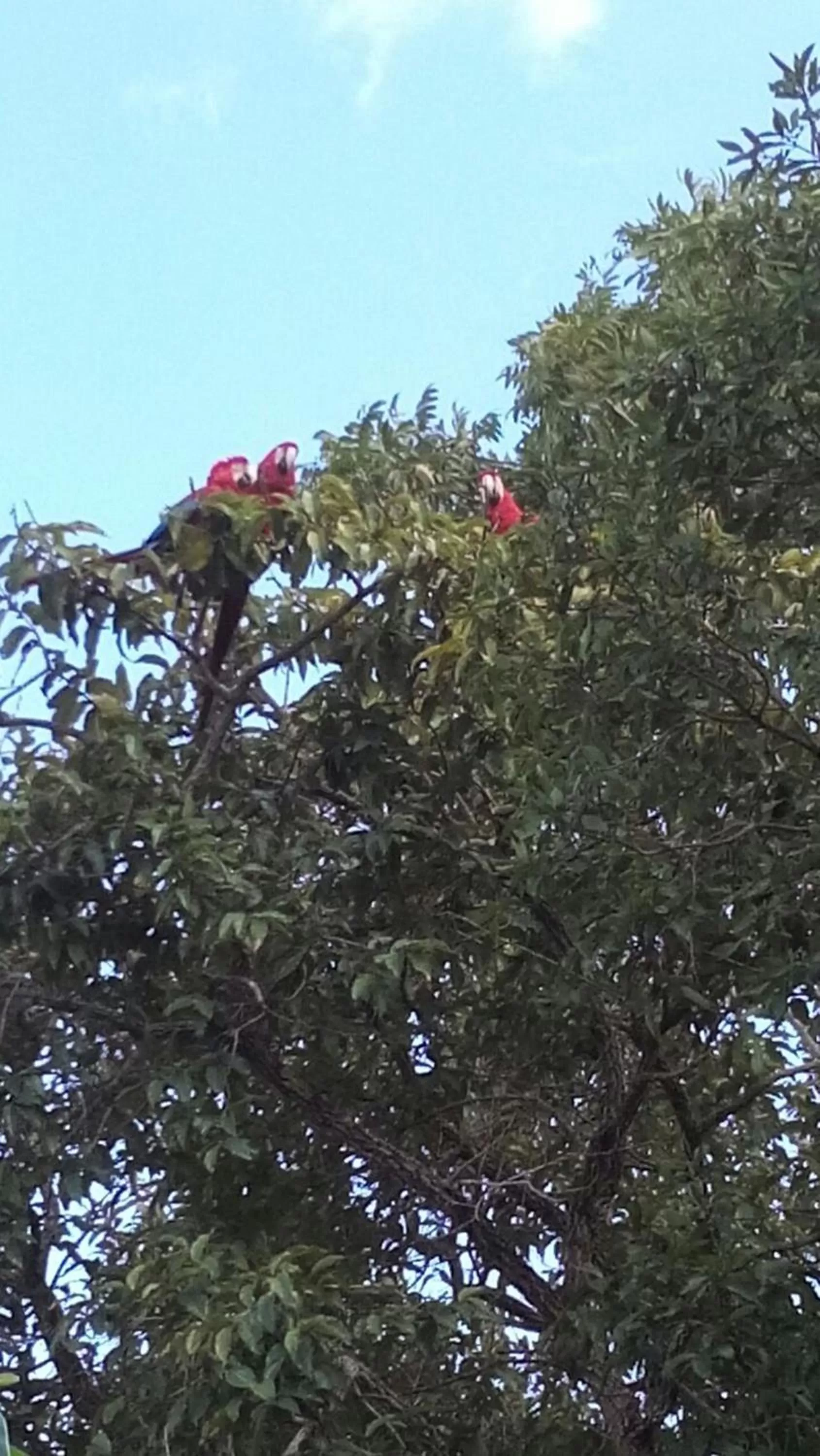 Animals in Pousada Di Luna