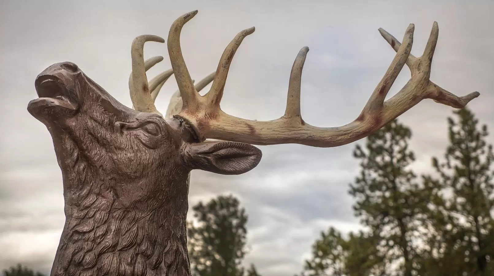 Decorative detail, Other Animals in Elktrace Bed and Breakfast