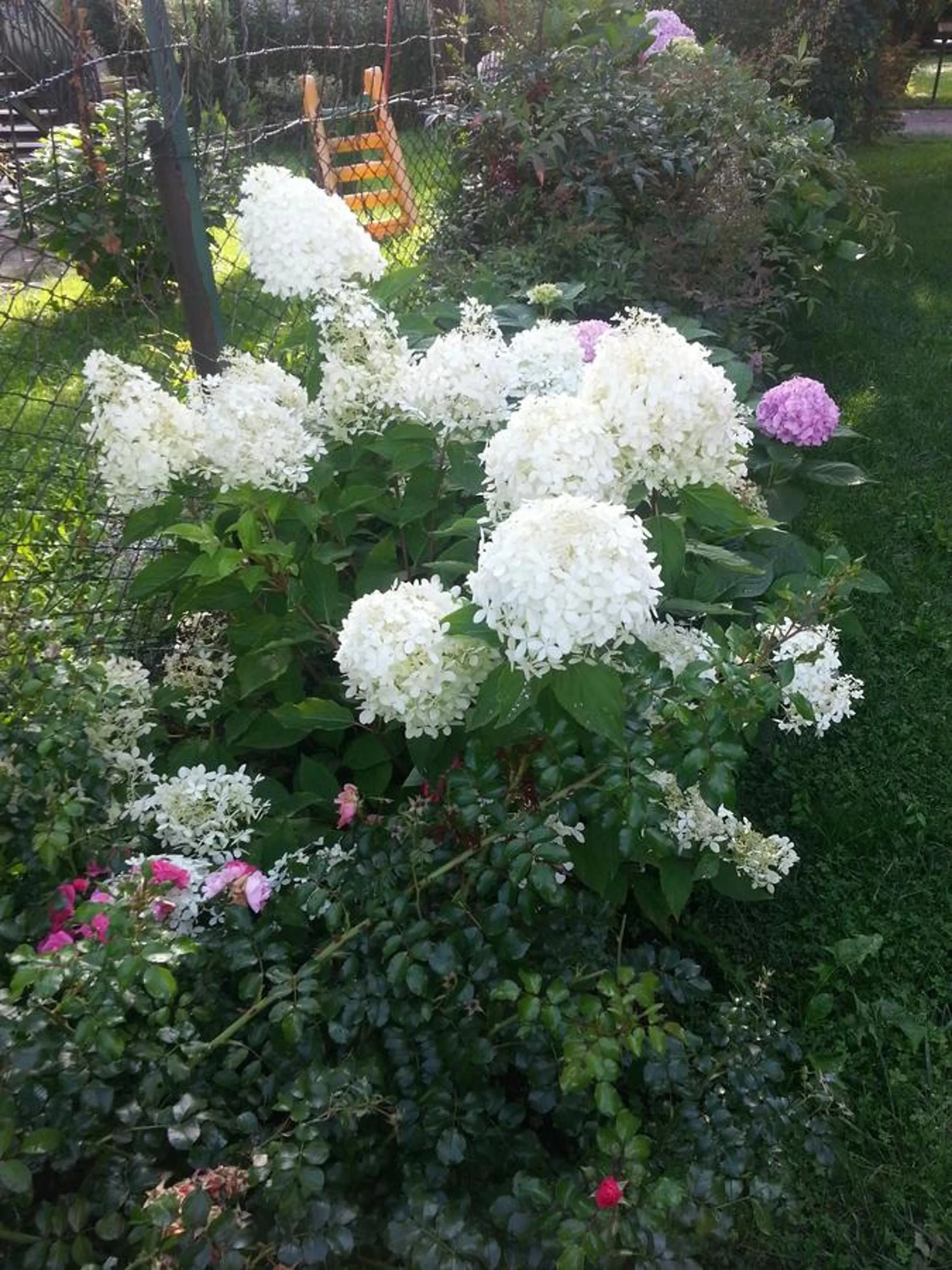 Summer in La casa di Clara