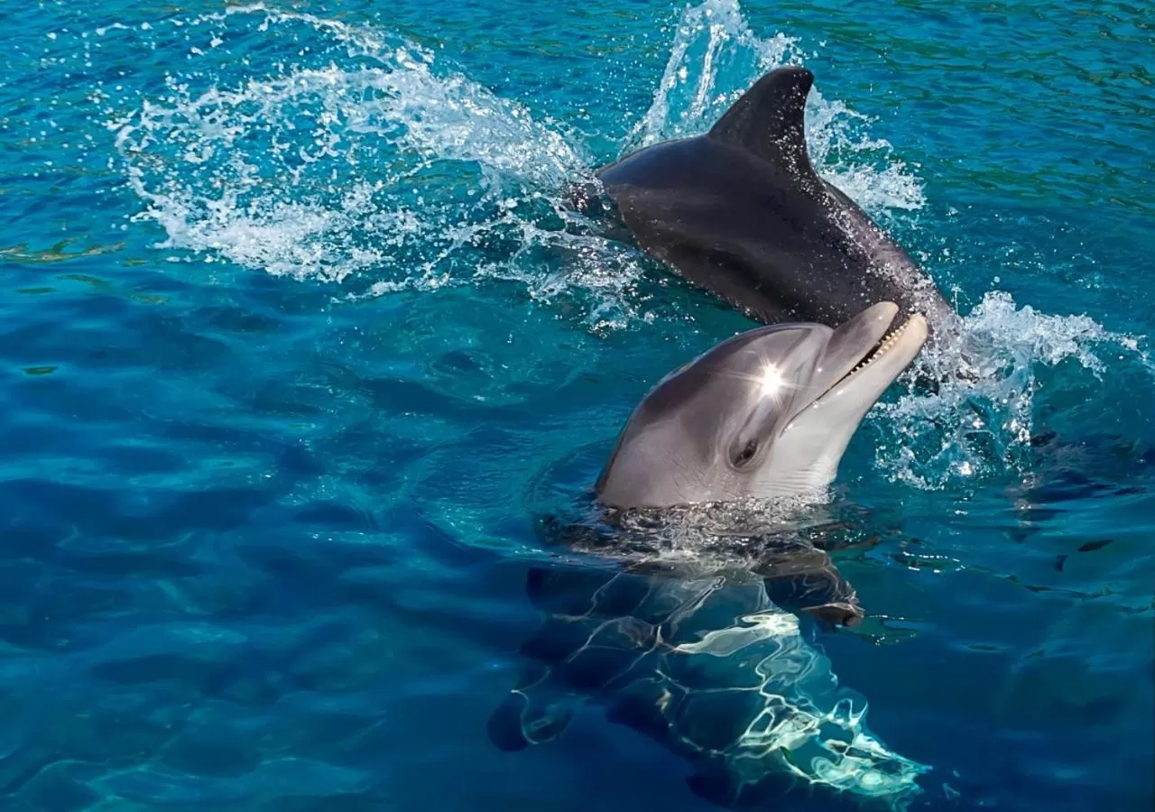 Activities in Sahara Hotel Eilat