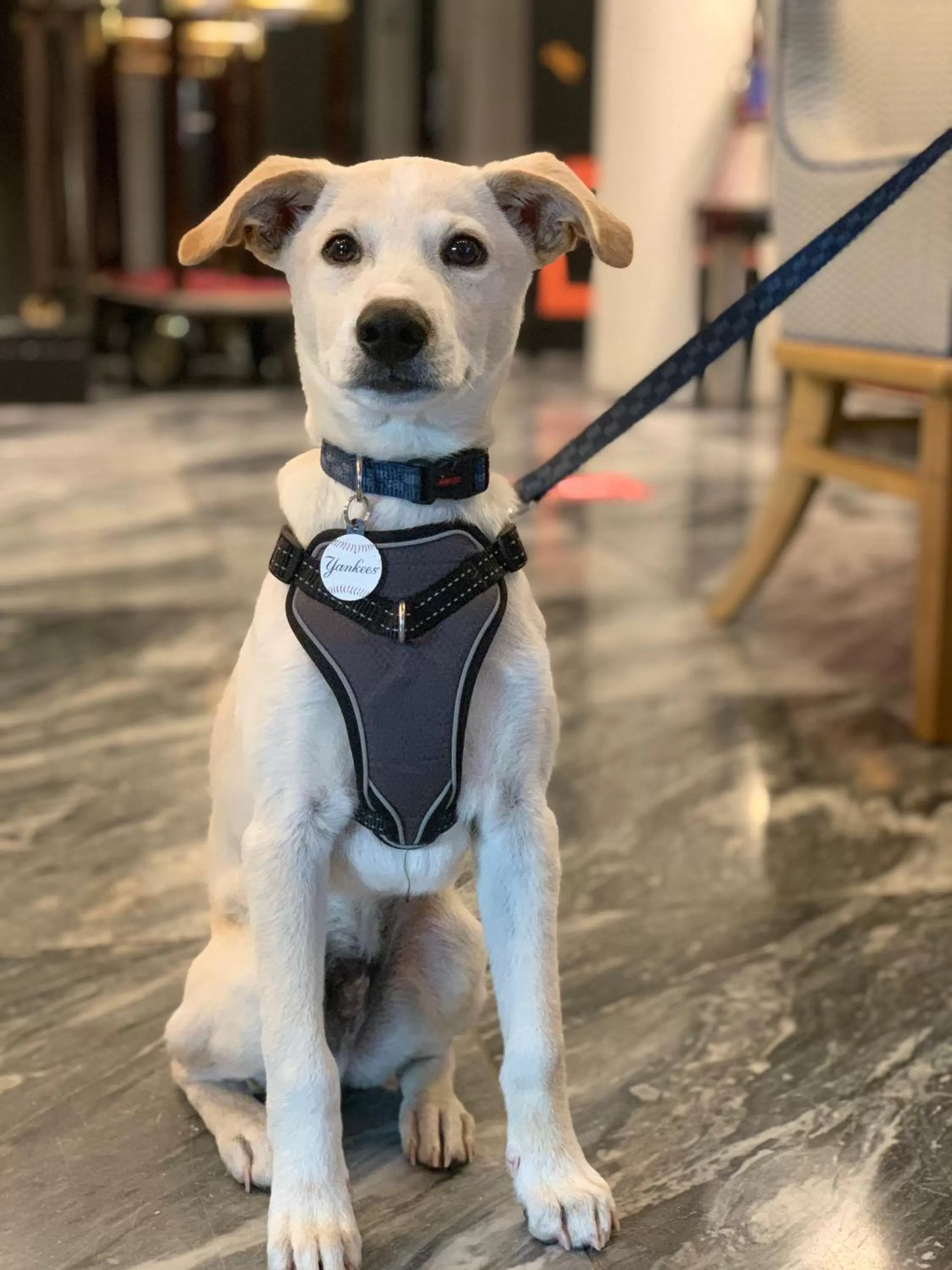 Pets in Hotel Triton