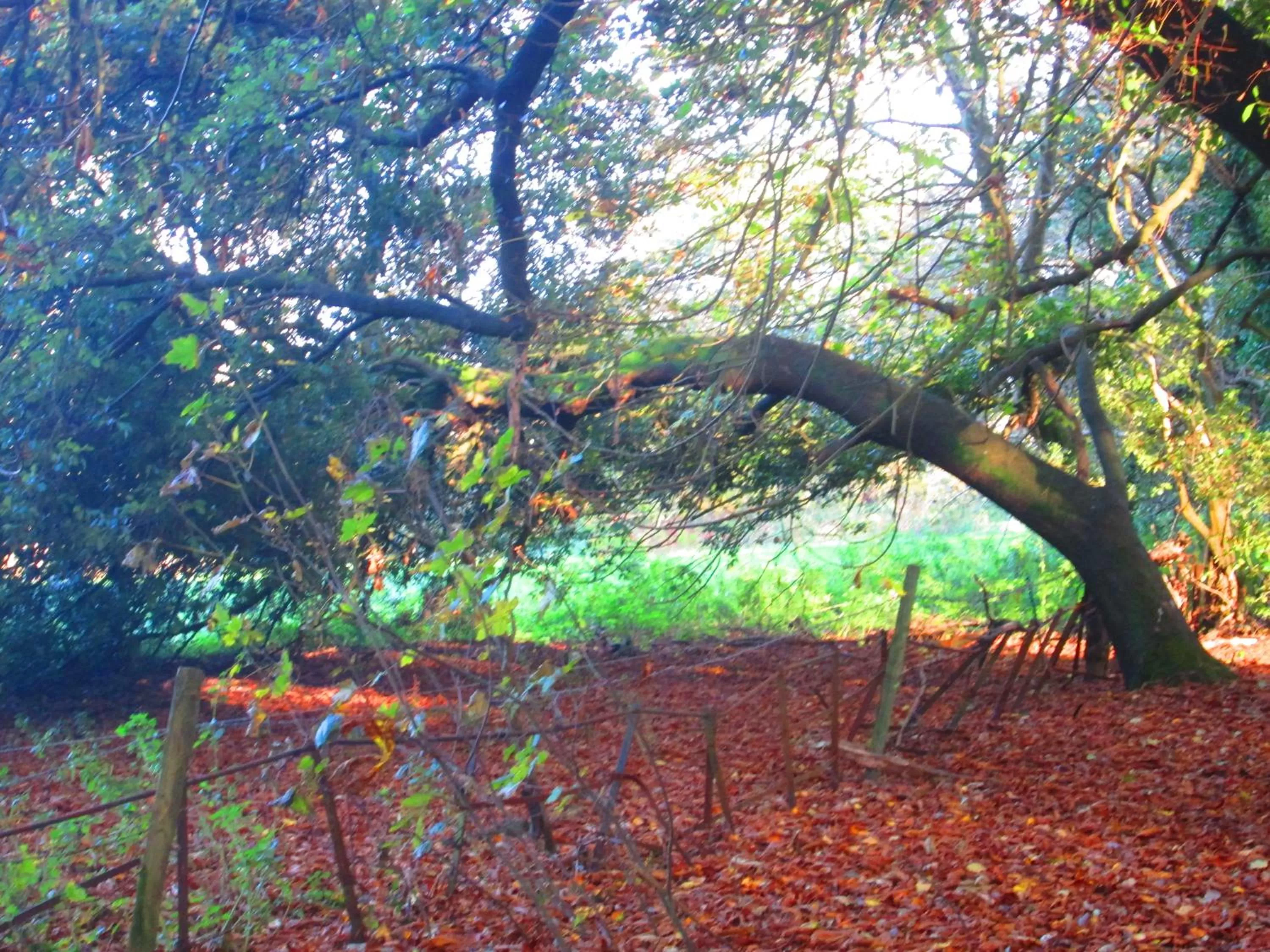 Garden in Weston Manor