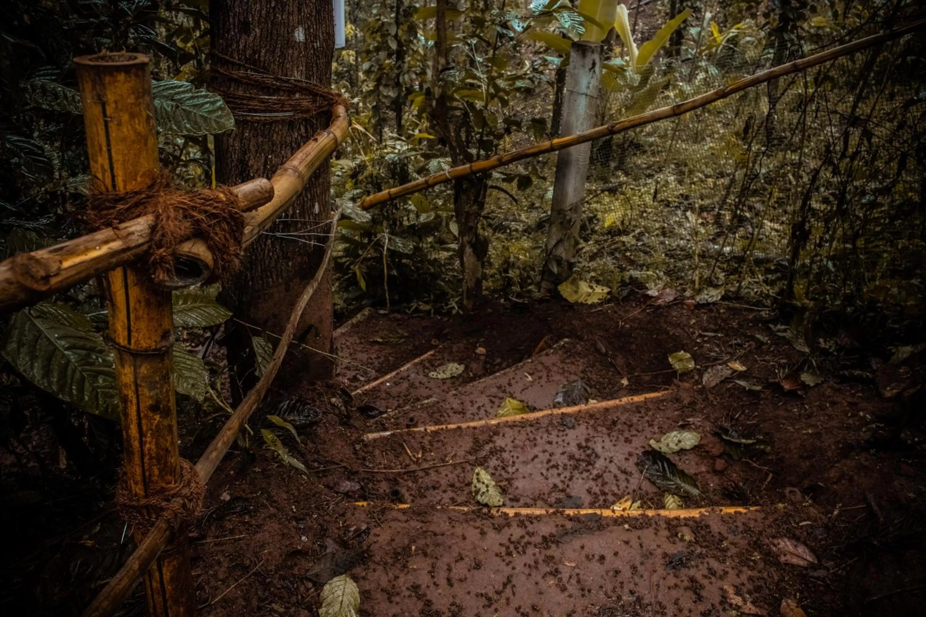 Natural landscape in Edens Munnar