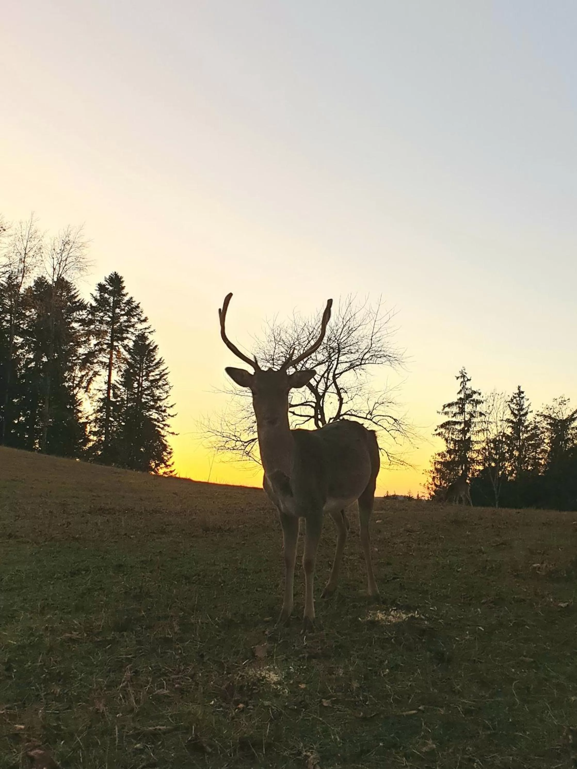 Natural landscape in Kurparkhotel Faißt