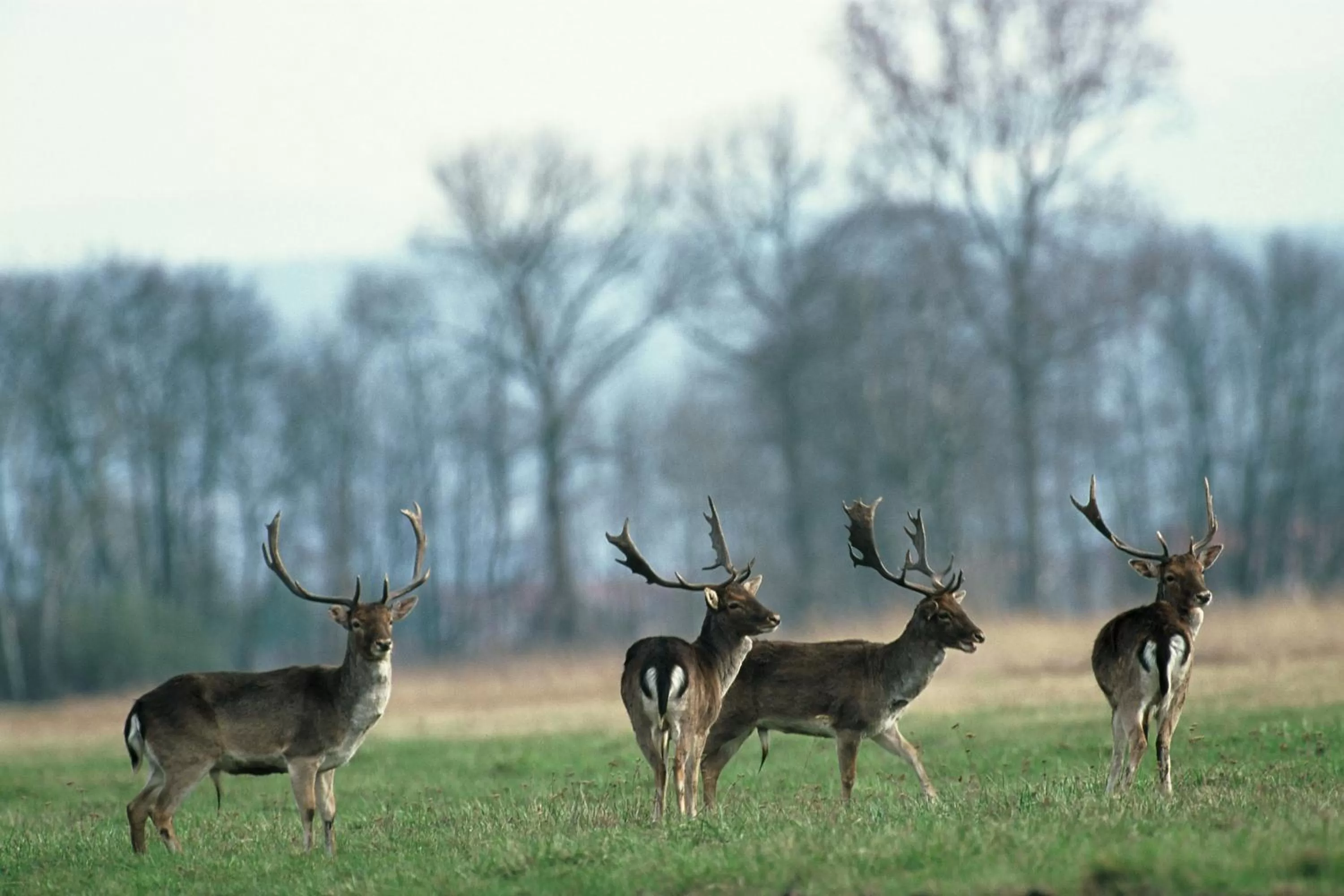 Animals in Hotel Restaurant De l'Illwald