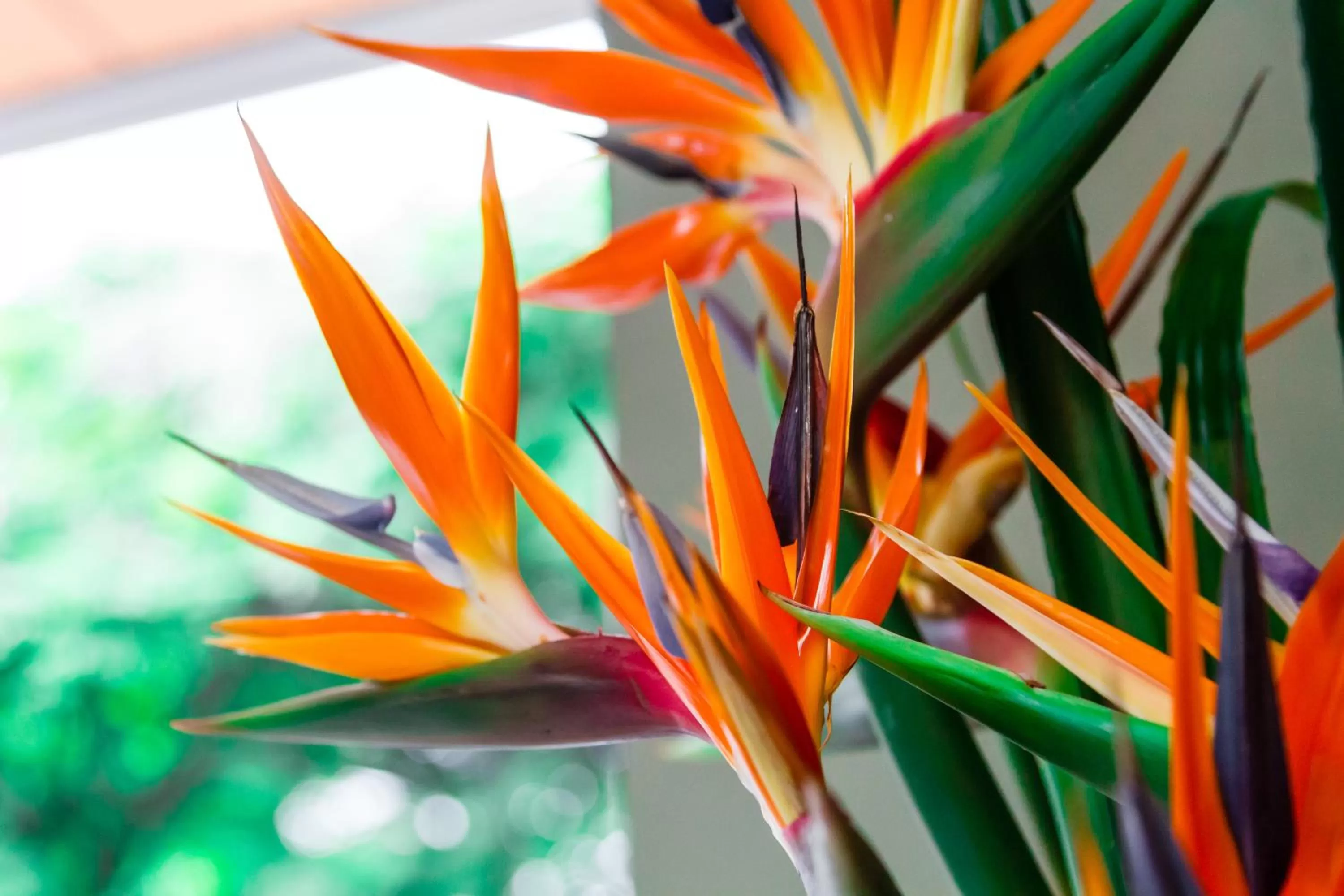 Decorative detail in Hotel Casa Vallecaucana