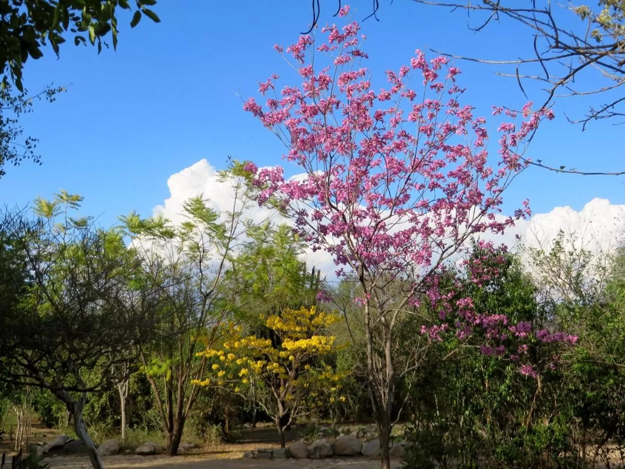 Garden in El Pedregal - Hotel en la Naturaleza