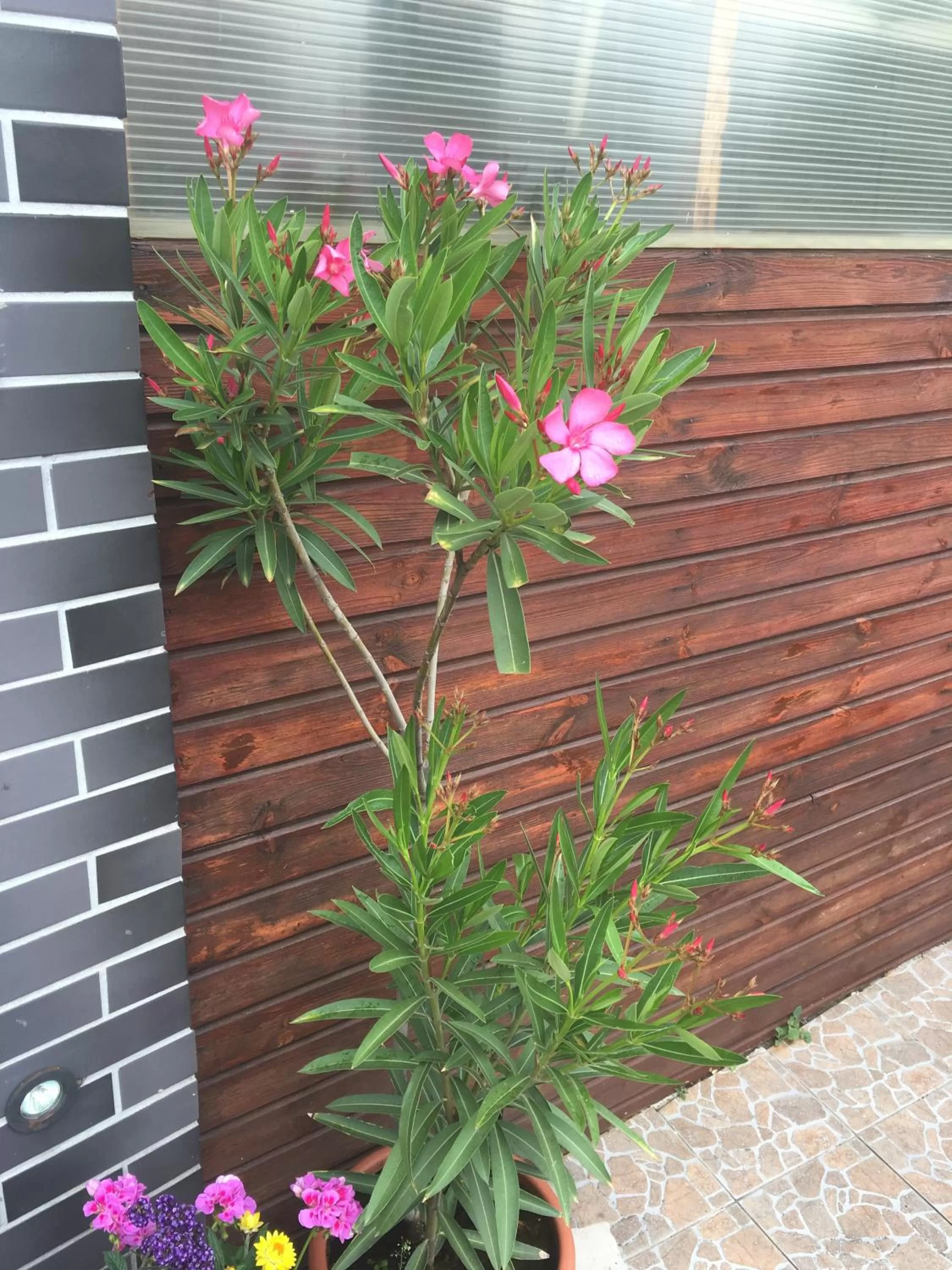 Abszolút Hotel és Panzió