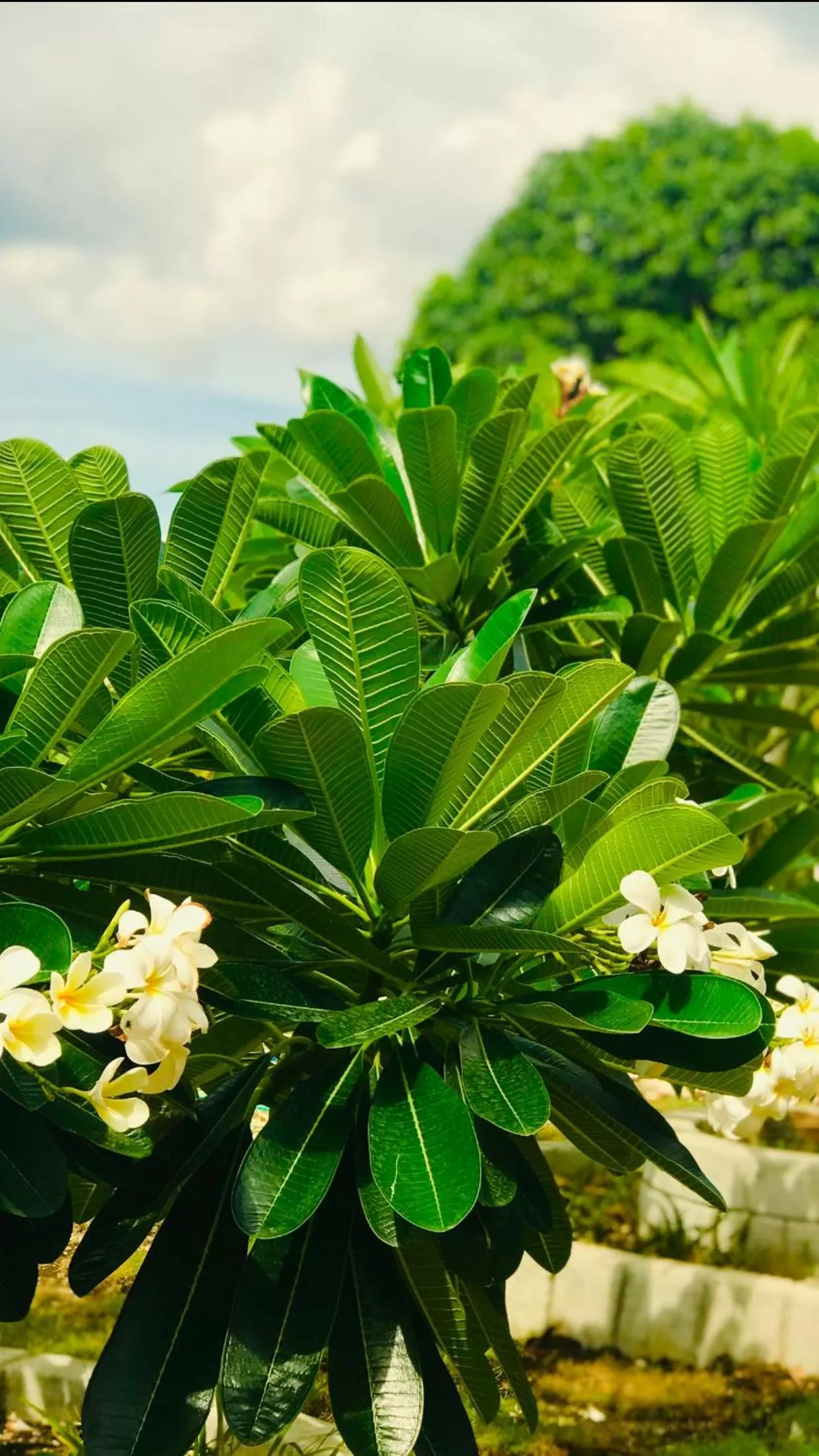 Property building in La Plumerias