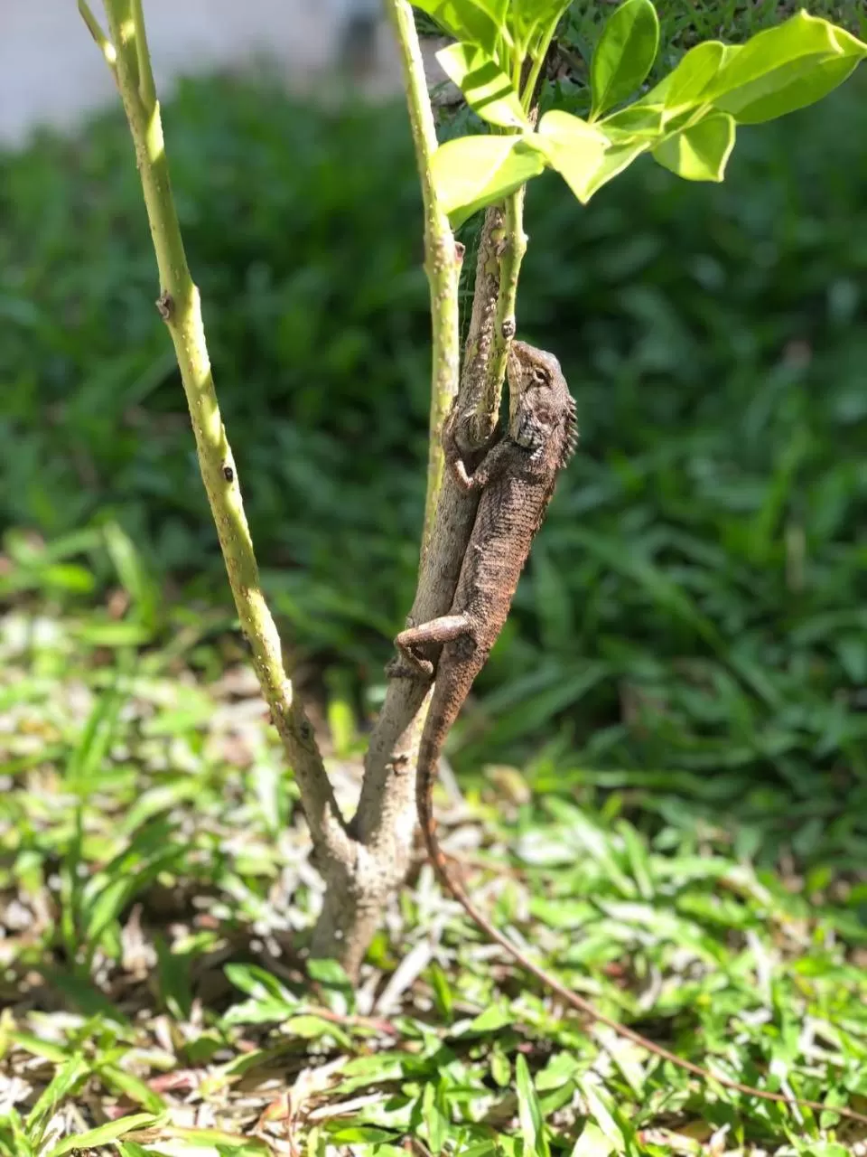 Garden, Other Animals in Jasmine River Front