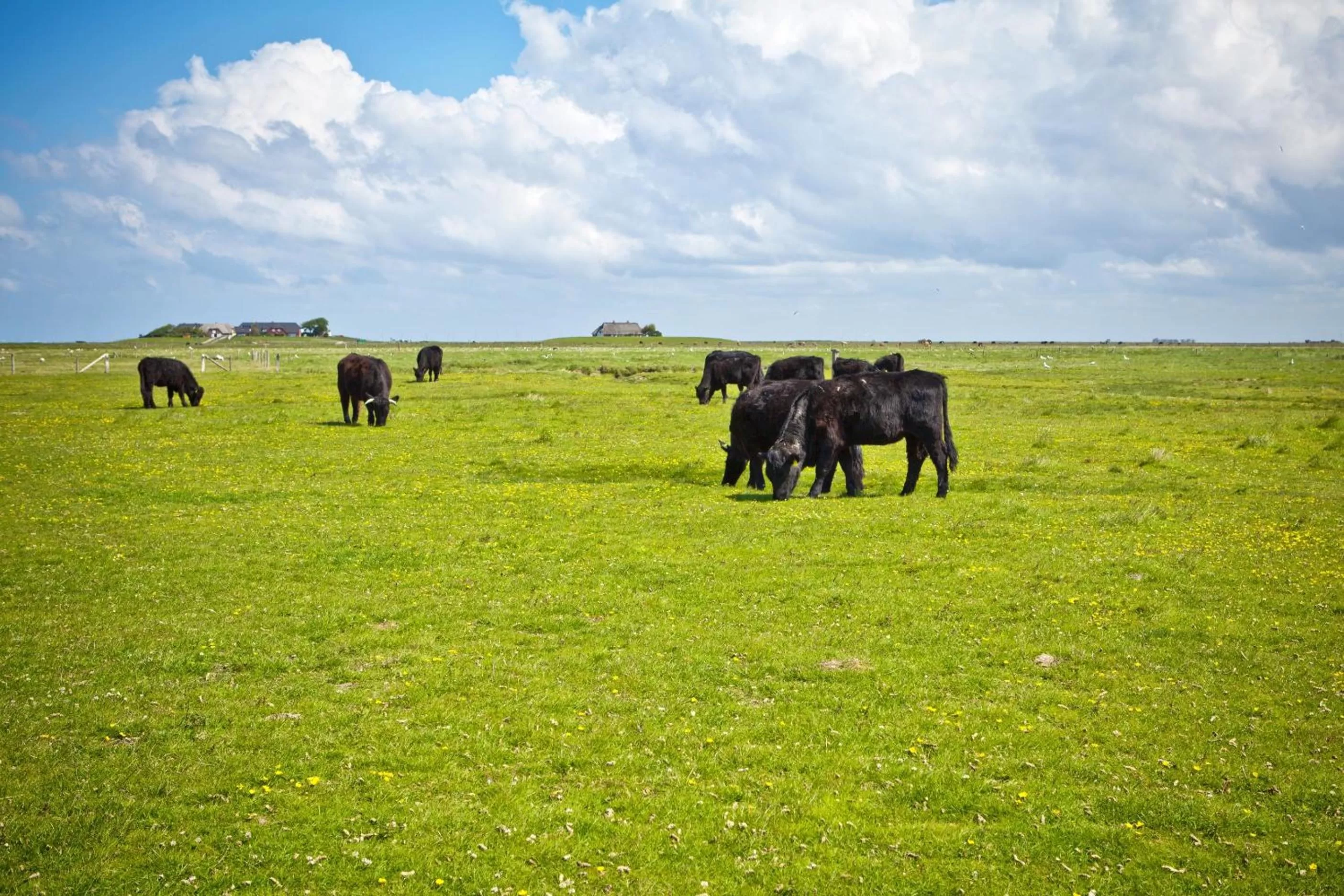 Animals in Anker's Hörn - Hotel & Restaurant auf der Hallig Langeness
