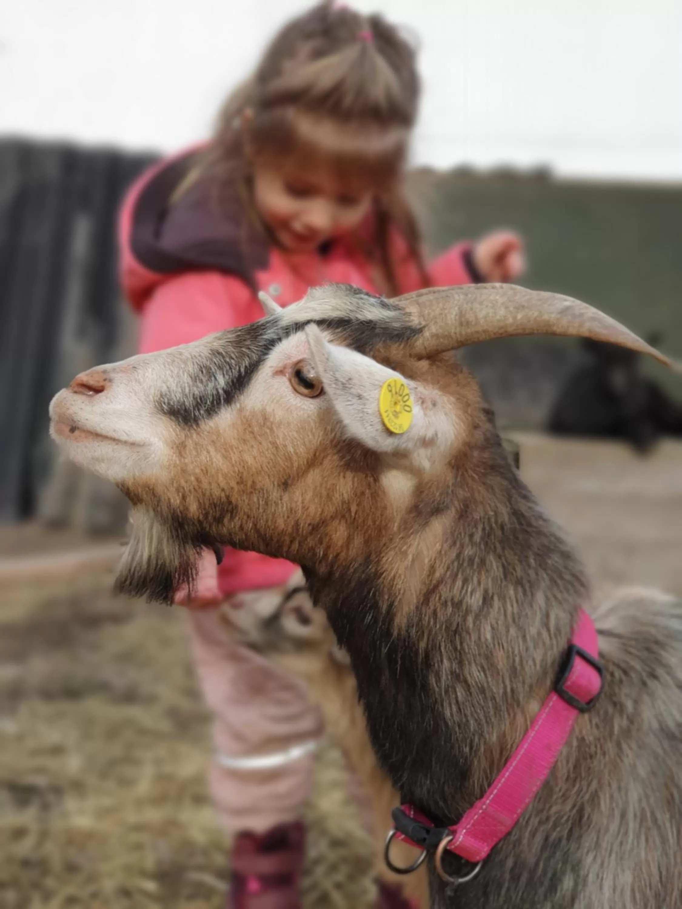 Pets in Skortskær Bondegårdsferie