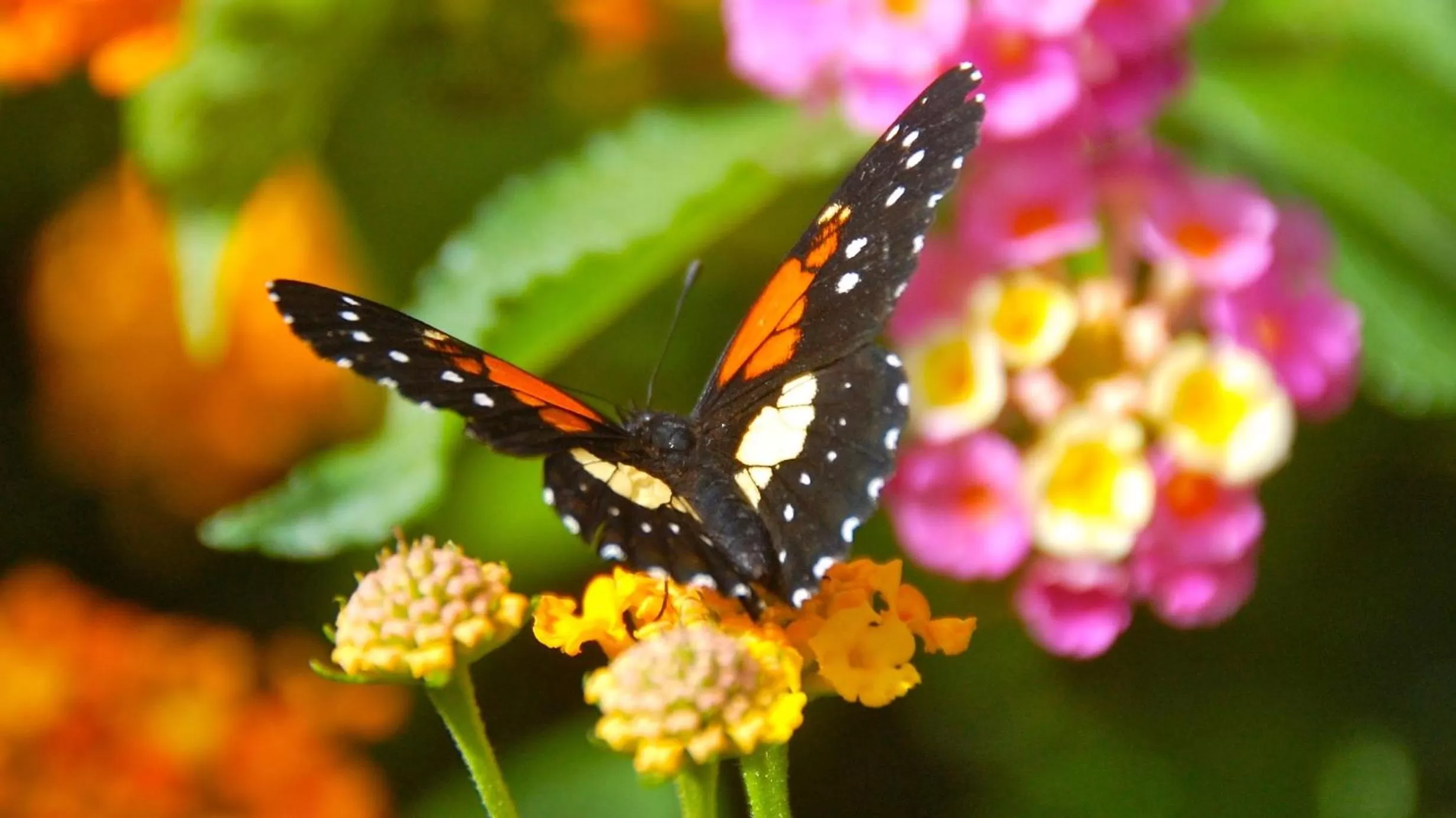 View (from property/room) in Boquete Garden Inn