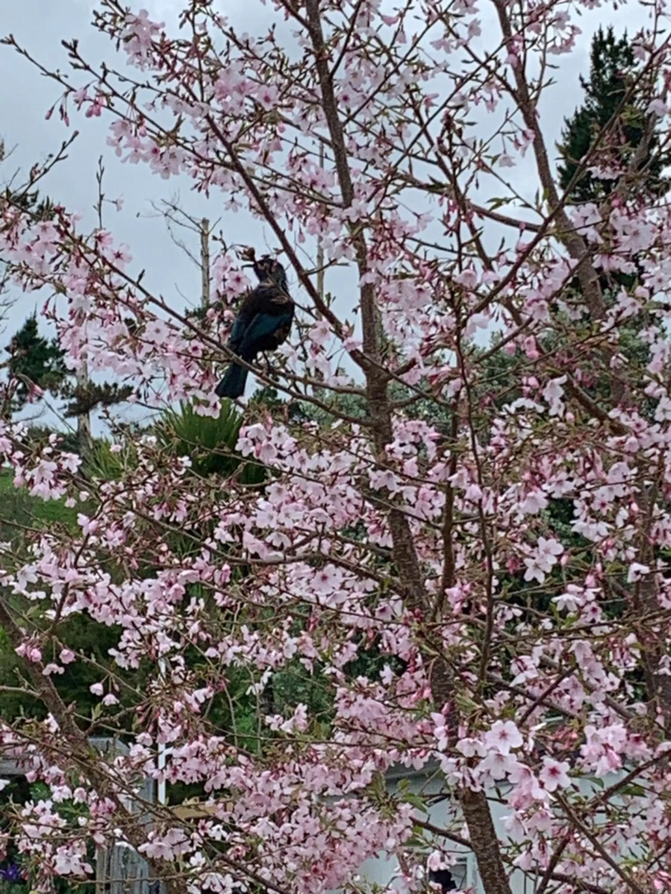 Animals, Other Animals in Arohanui Rural Retreat B&B