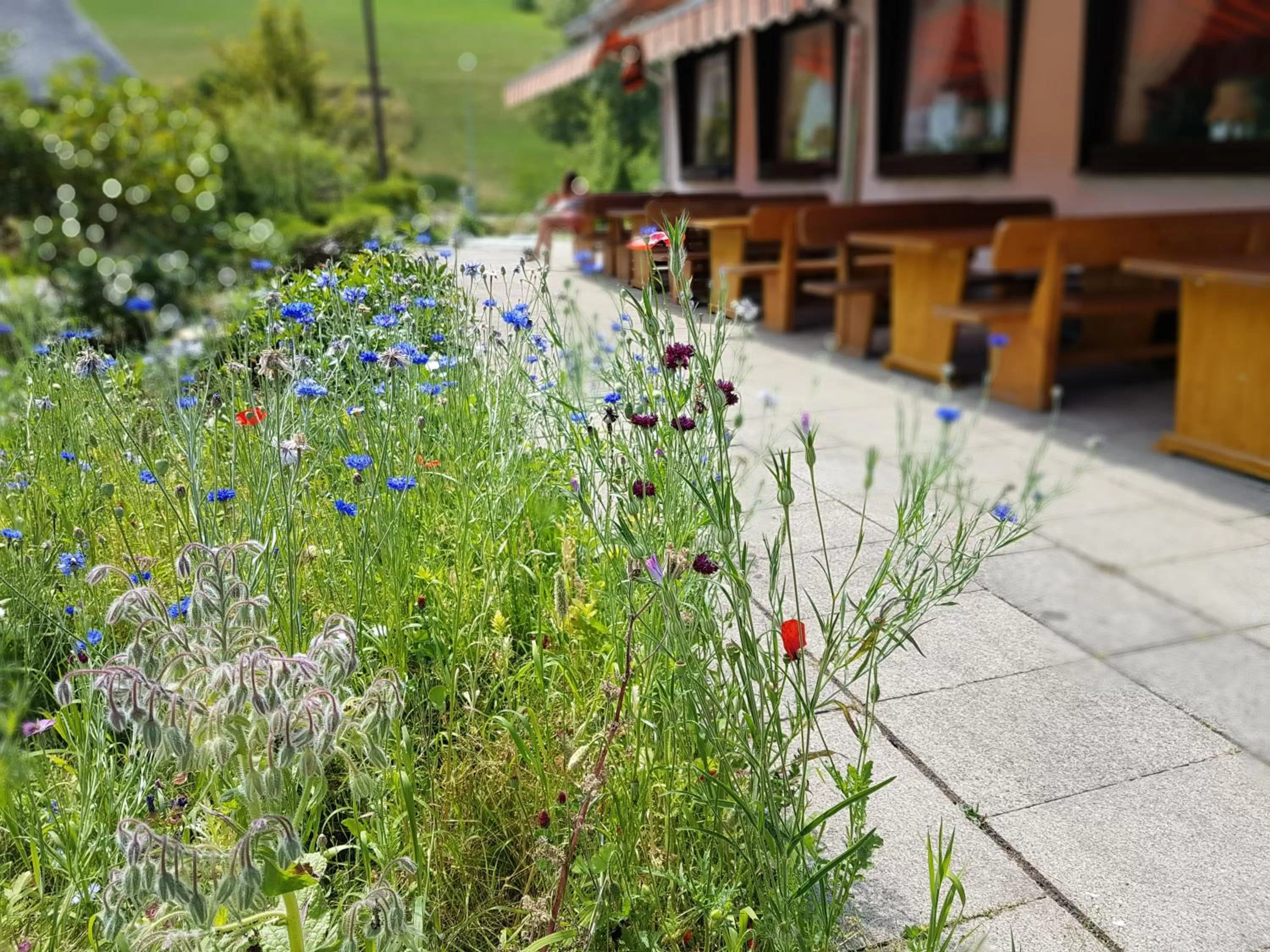 Other, Property Building in Hotel Landhaus Sonnenhof