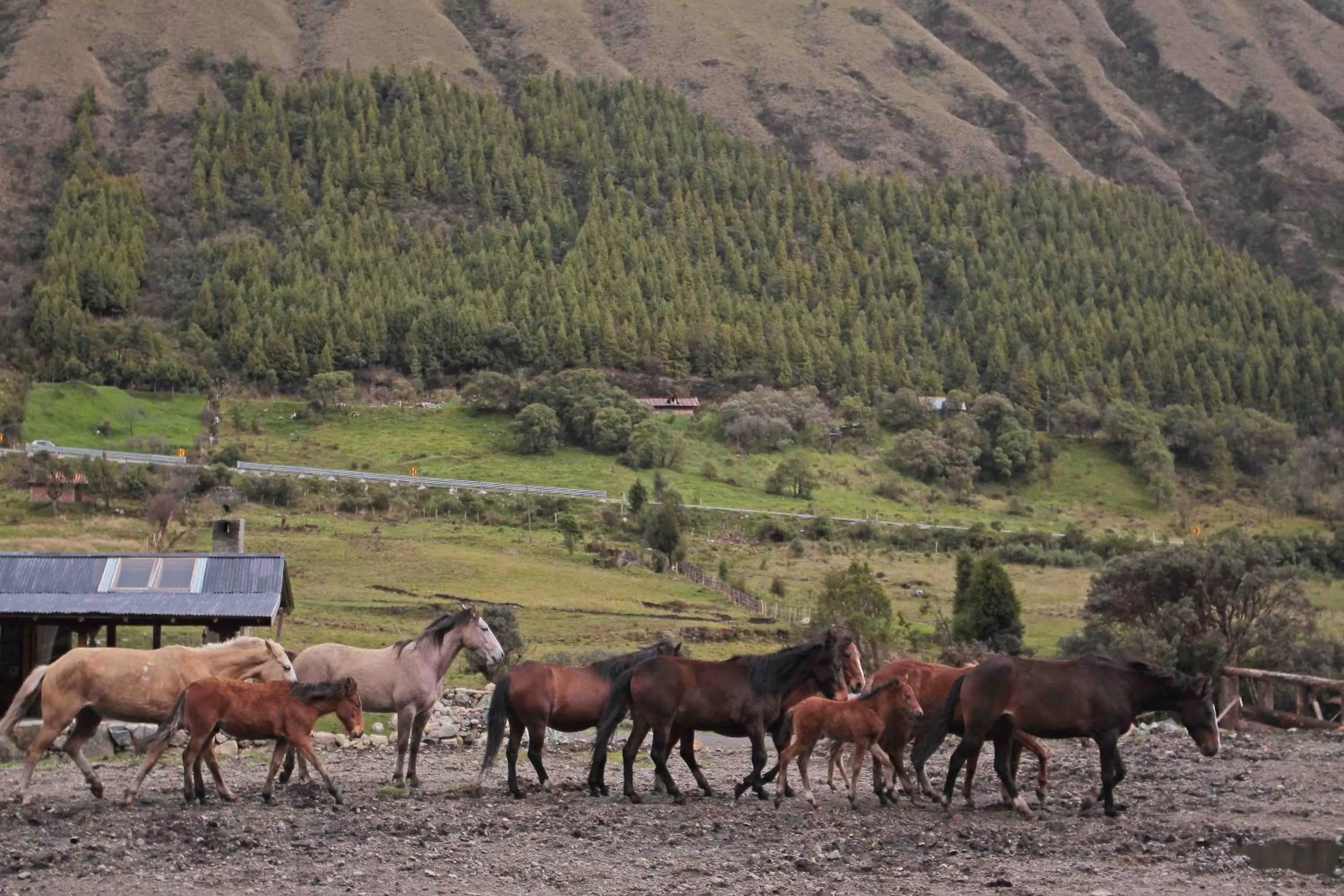 Horse-riding, Other Animals in Hacienda Hostería Dos Chorreras