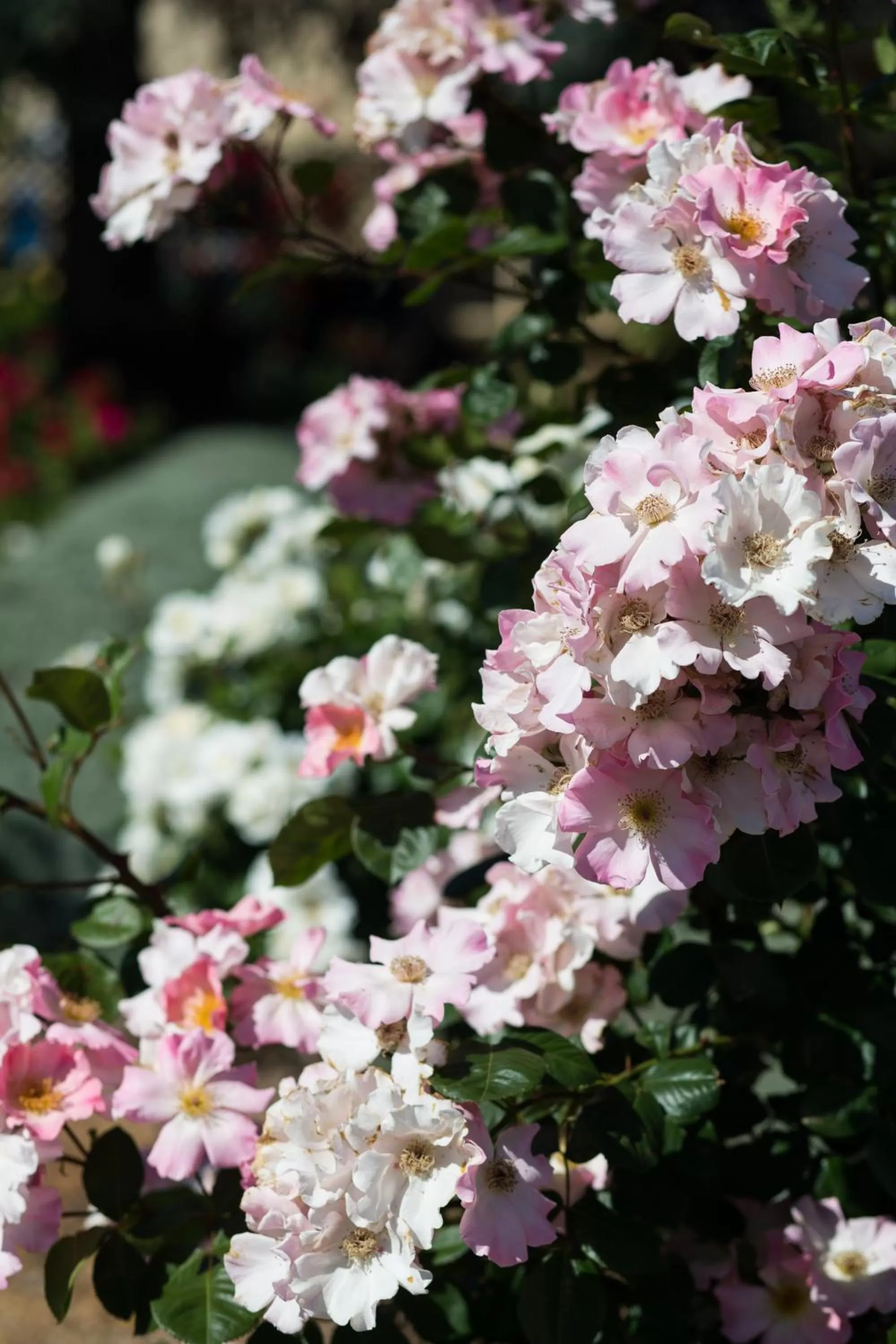 Garden in Willows Motel