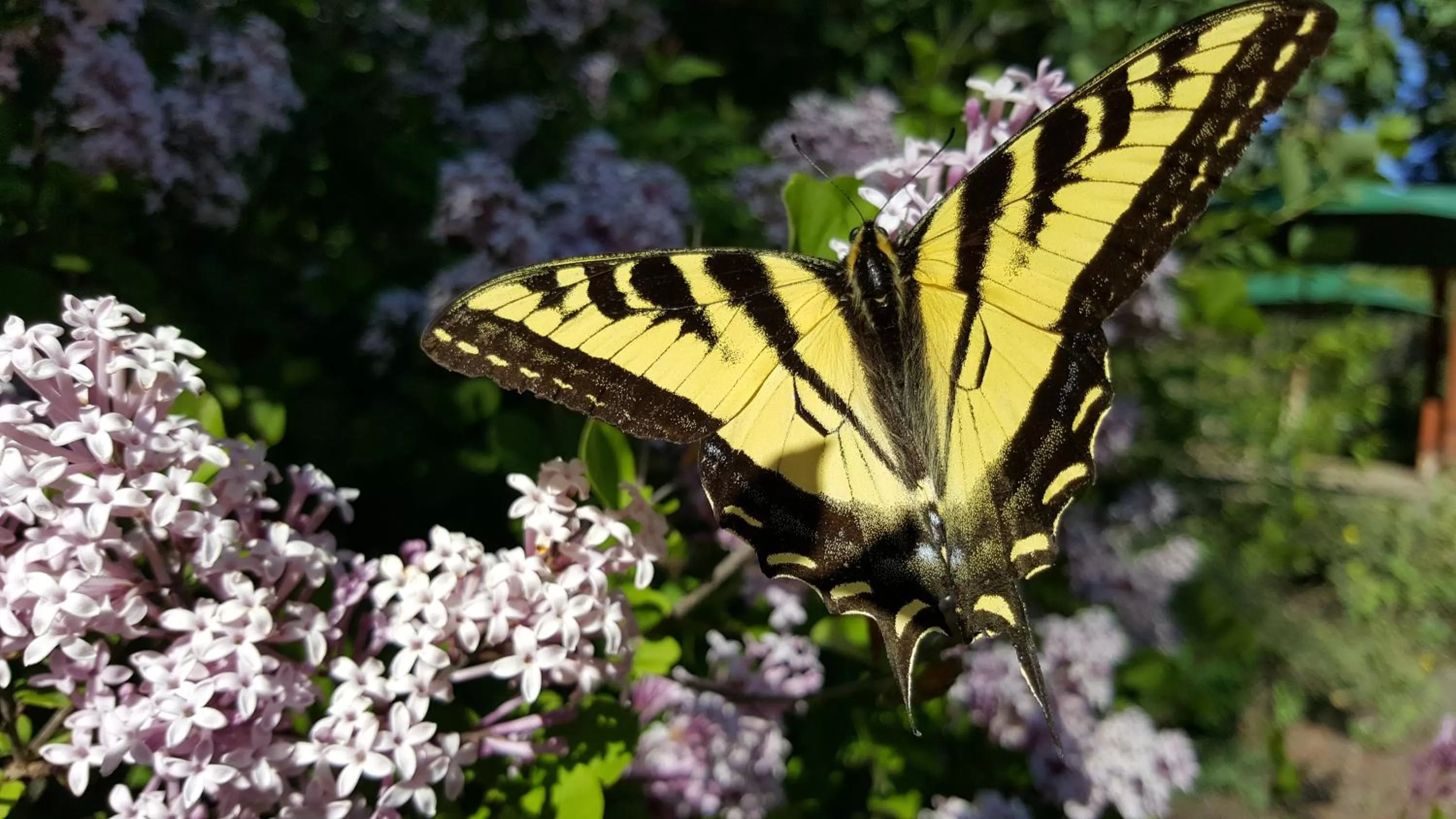 Spring in North Forty Resort