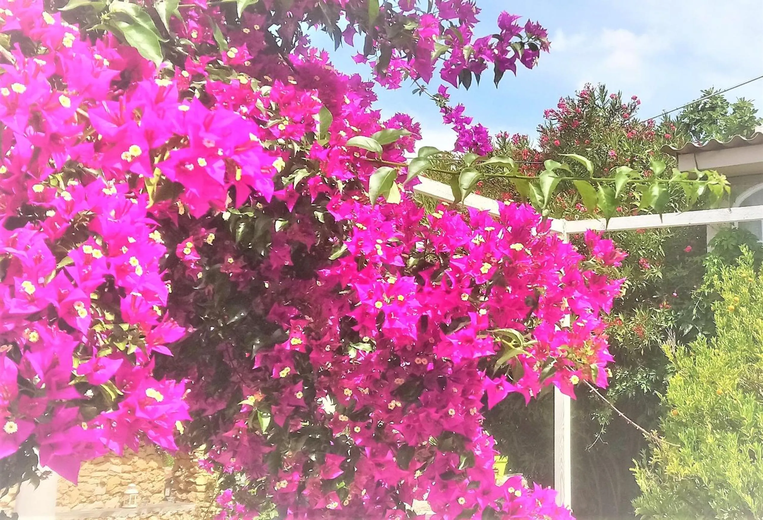 Garden in Les Jardins de Bormes, hôtel adult only avec sauna & jacuzzi