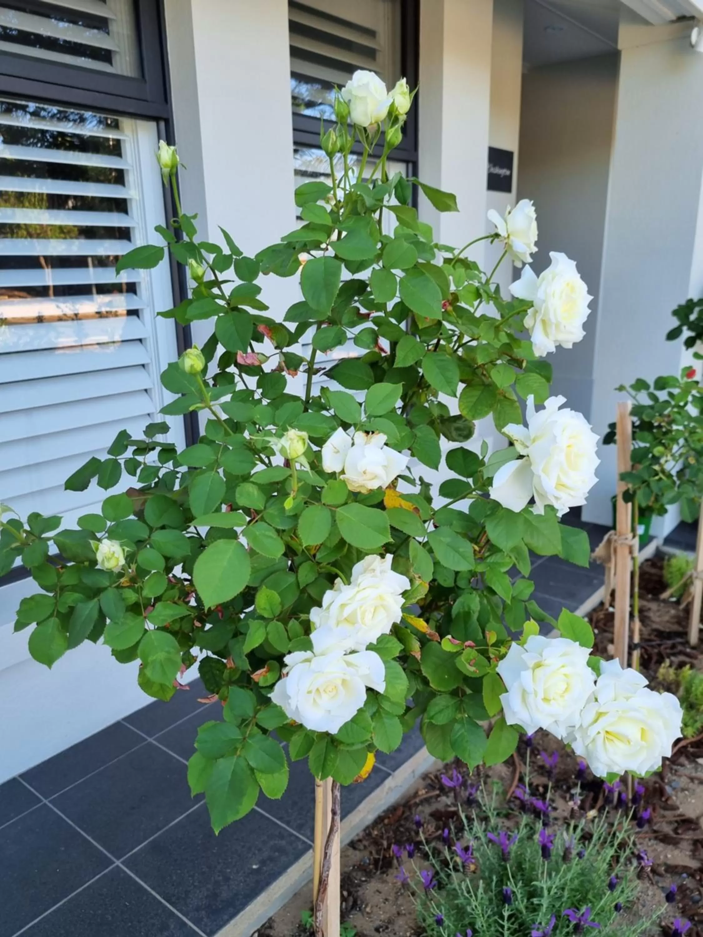 View (from property/room) in Hampton on Washington - FREE Wifi and Netflix