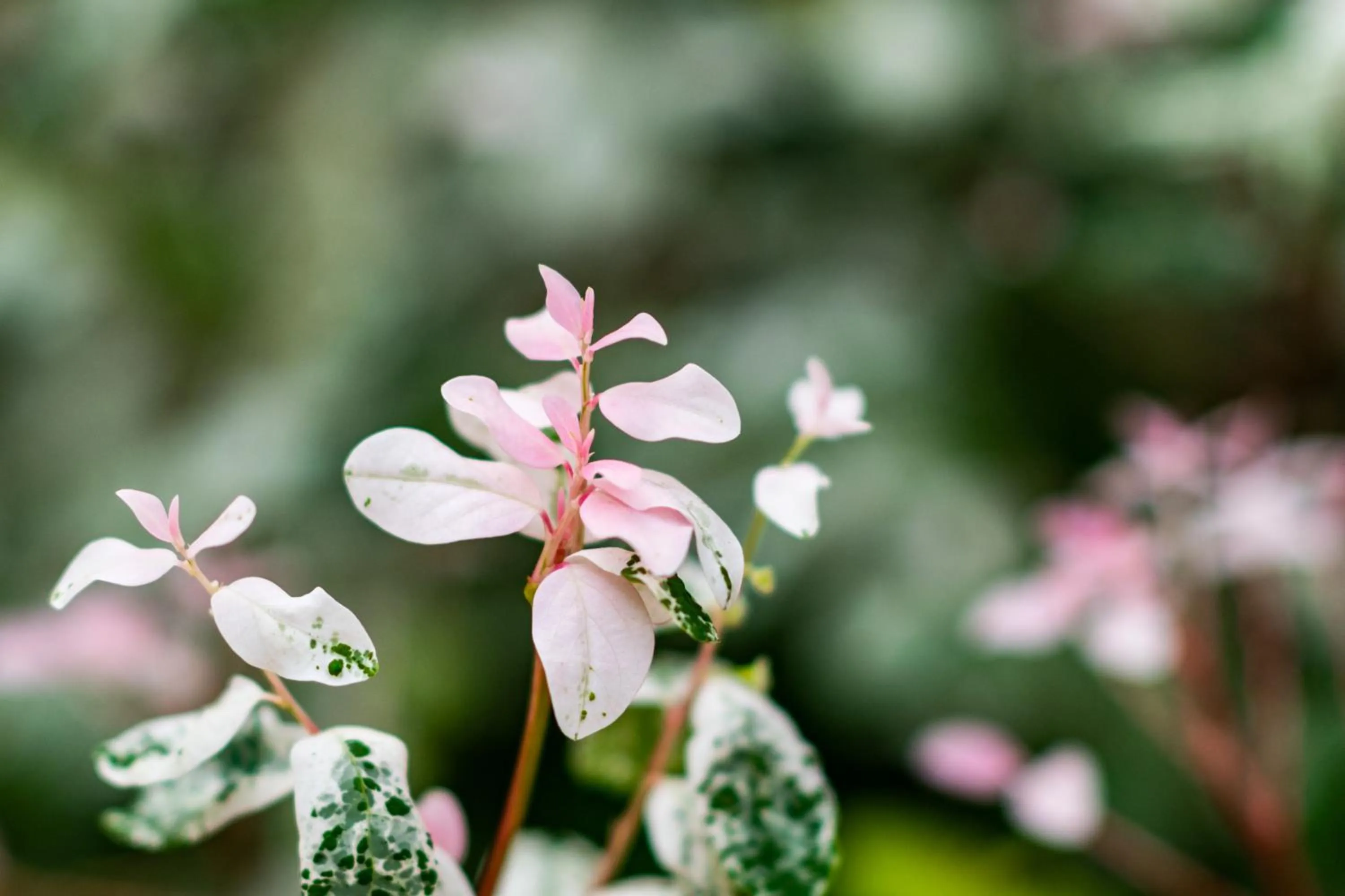 Garden in Hakuna Majiwe Beach Lodge