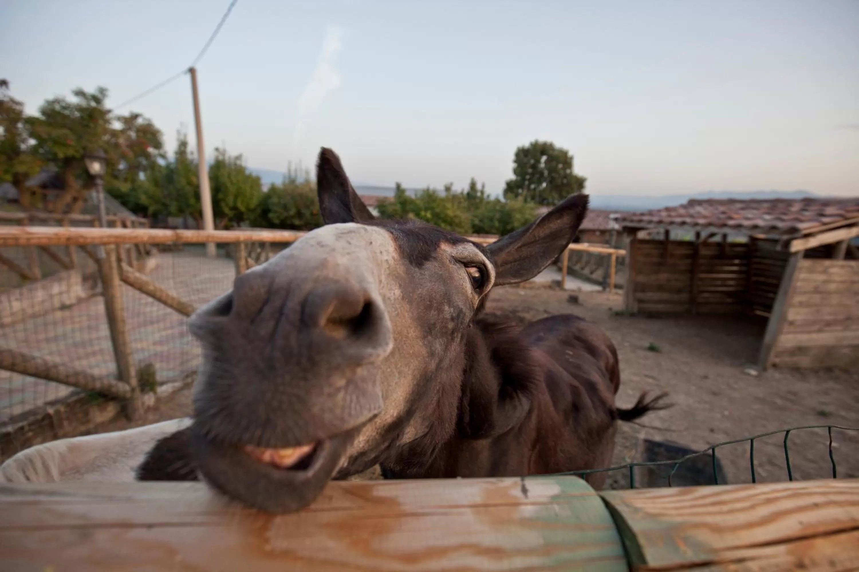 Animals in UNA HOTELS Tenuta Contessa Farm & SPA Cosenza