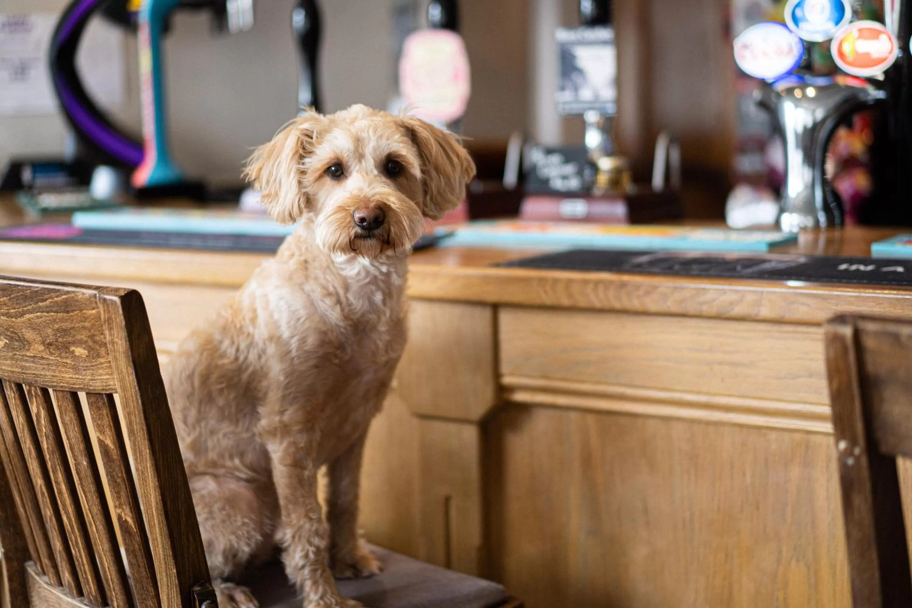 Pets in Masons Arms Amble