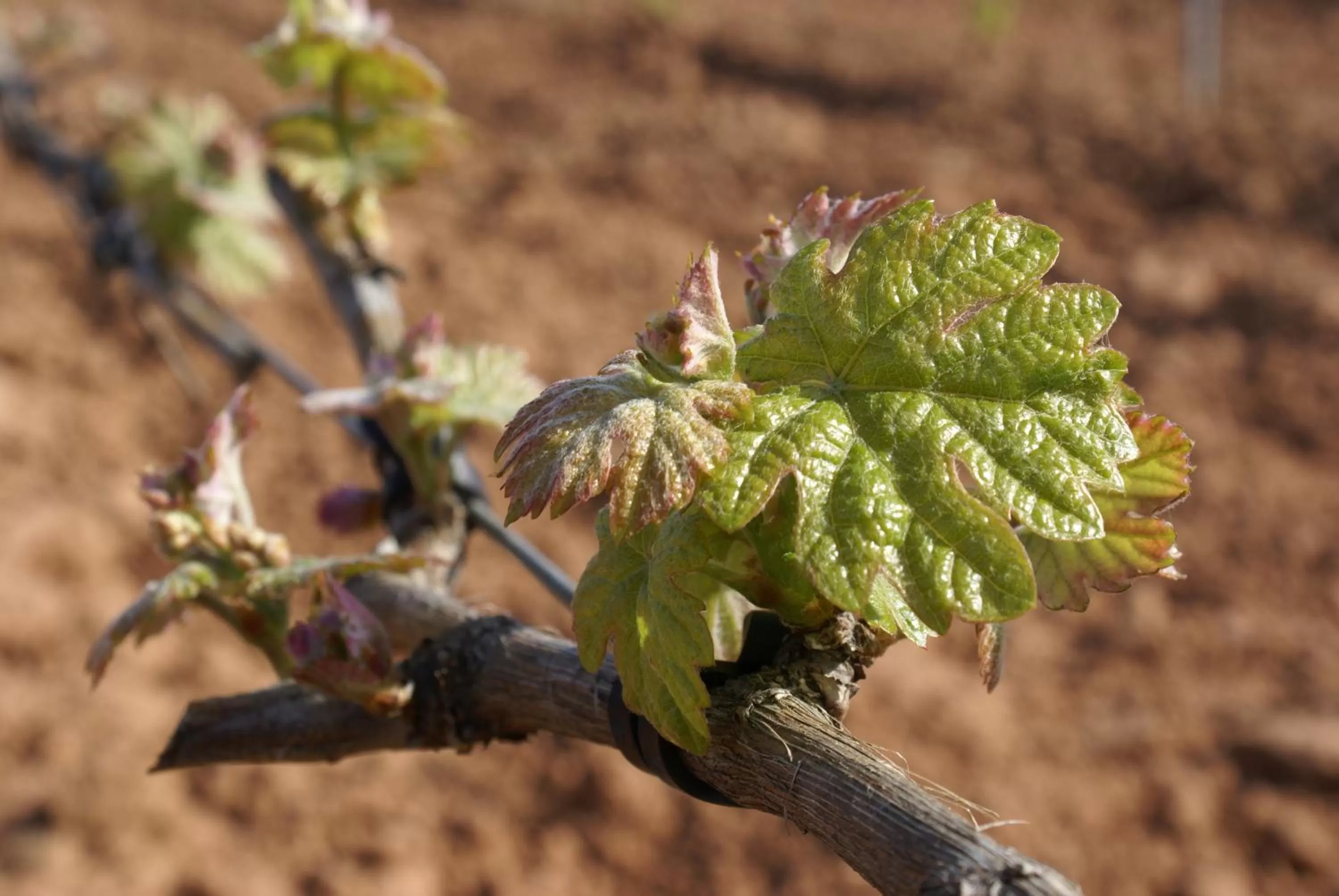 Natural landscape in Casa Rural Magnanimvs