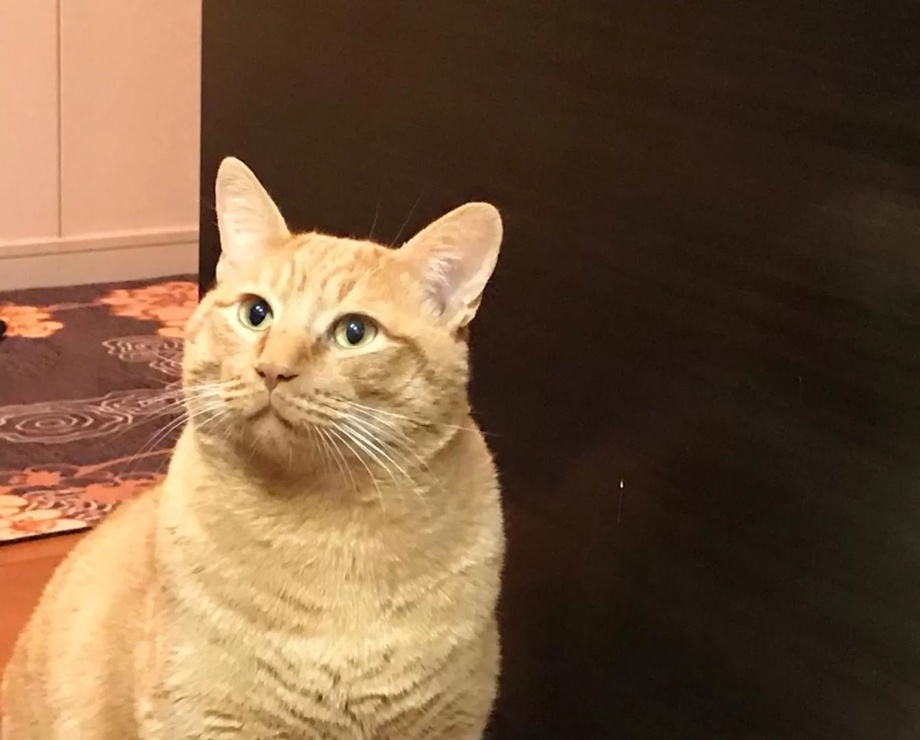 Pets in Hoshi no Sato