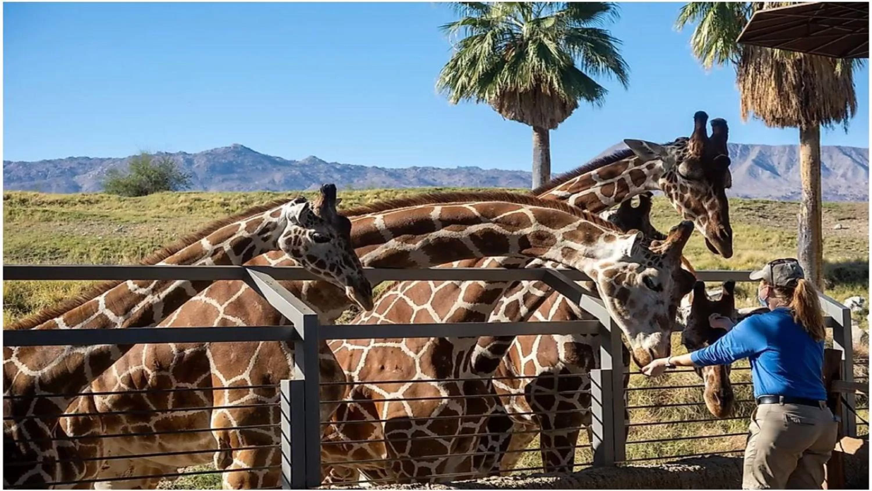 Nearby landmark in Holiday Inn Express Palm Desert by IHG