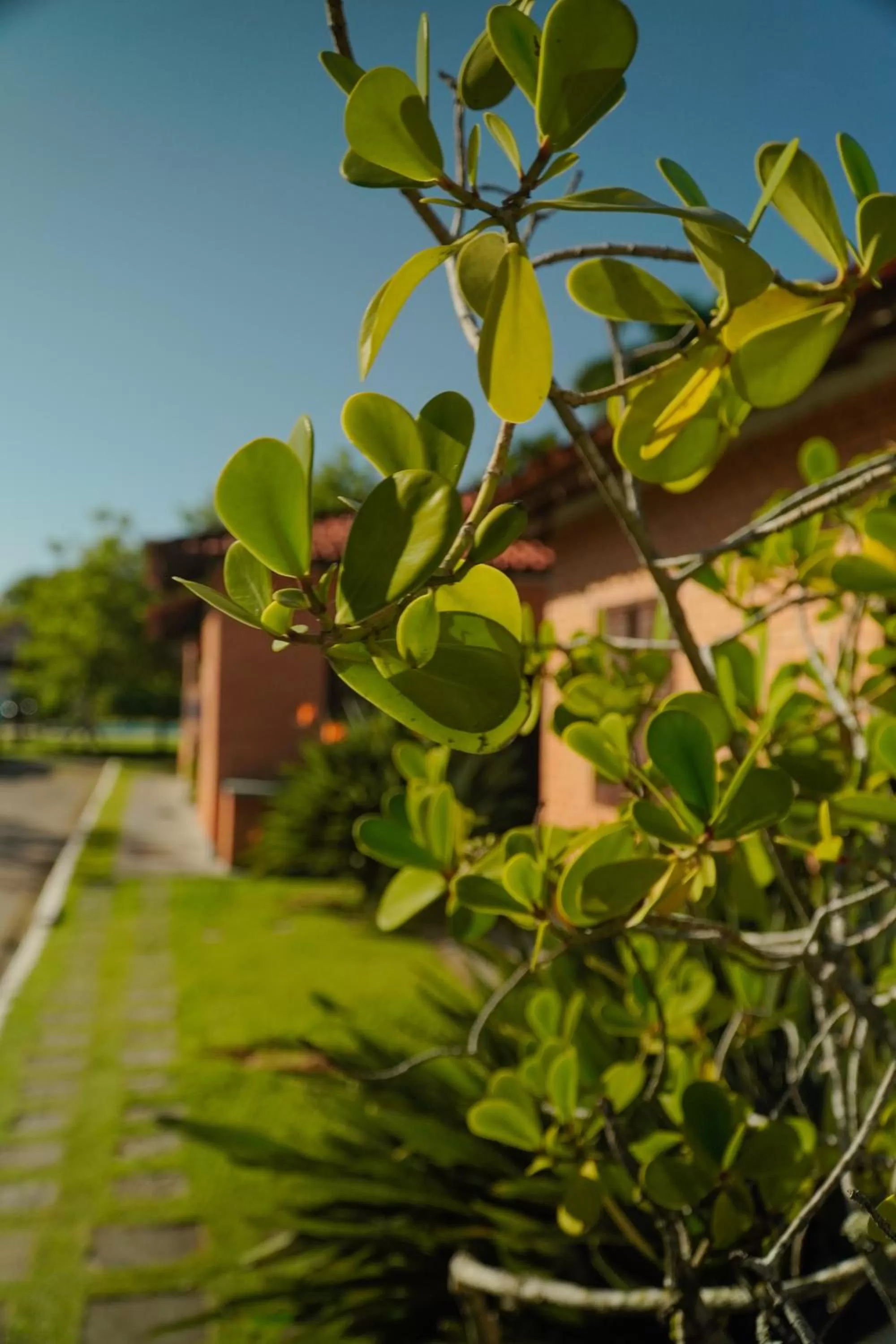 Garden in Pousada Dunasol Floripa