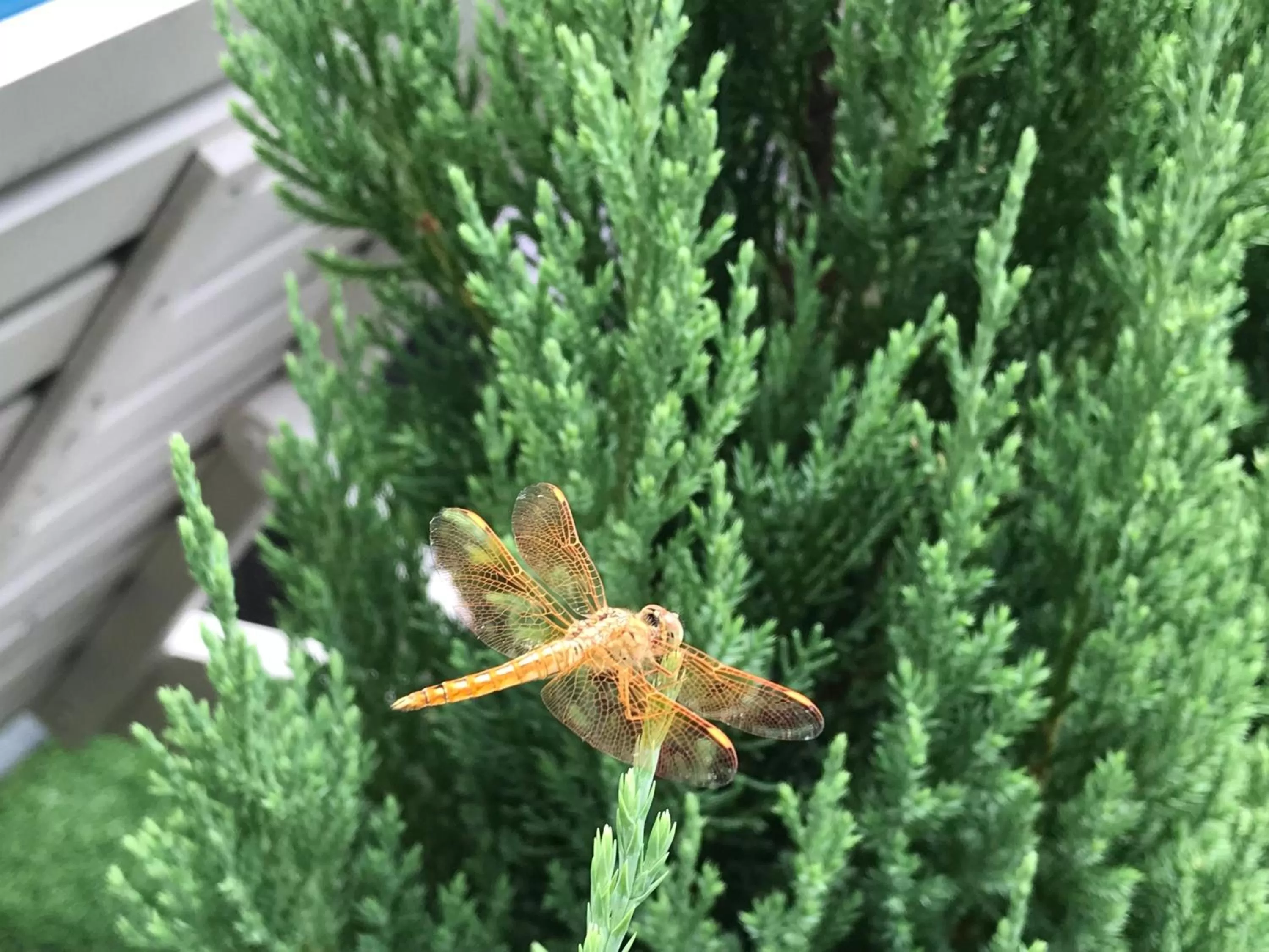 Spring in Santa Sea Villa