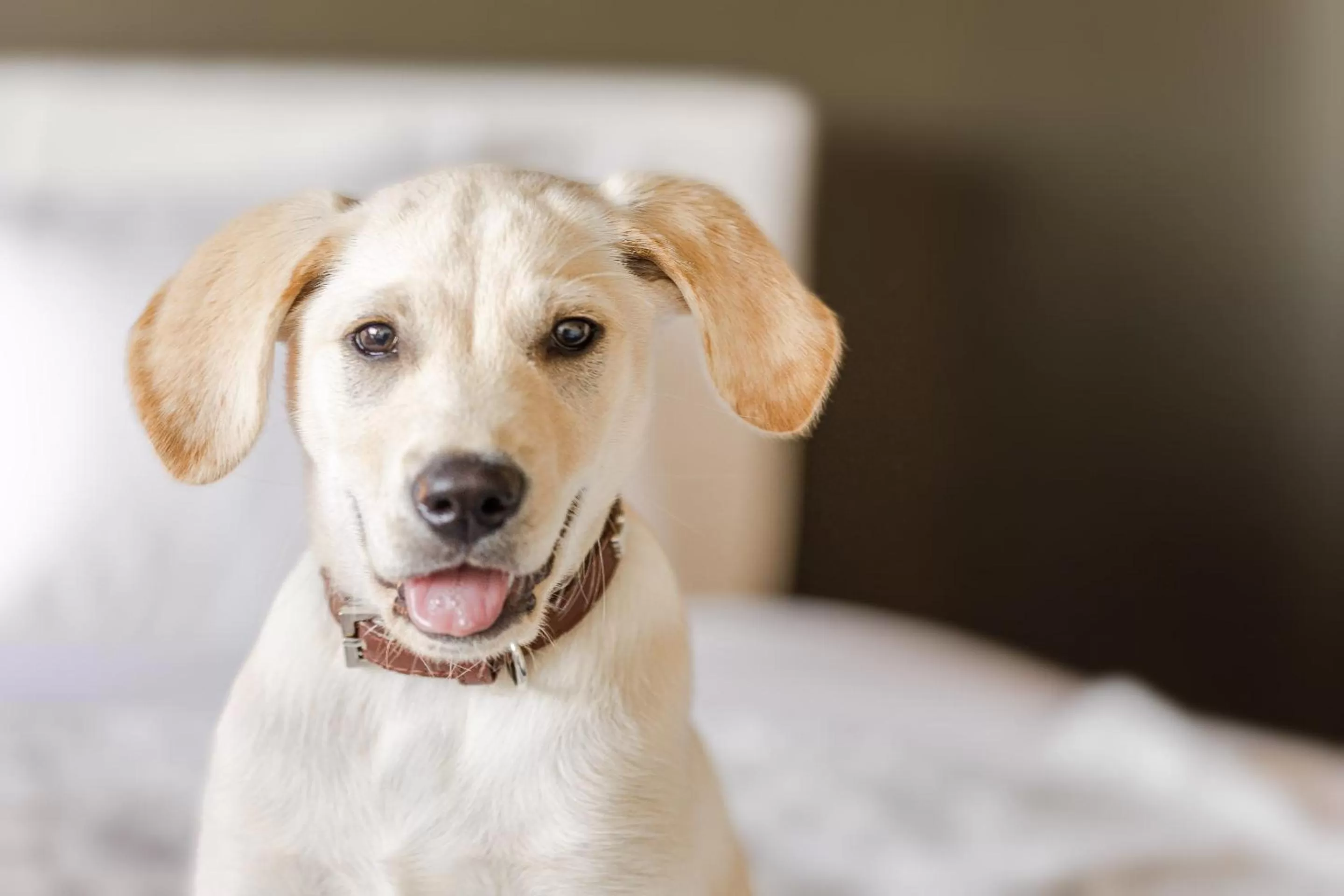 Pets in Hotel Zero 1 Montreal