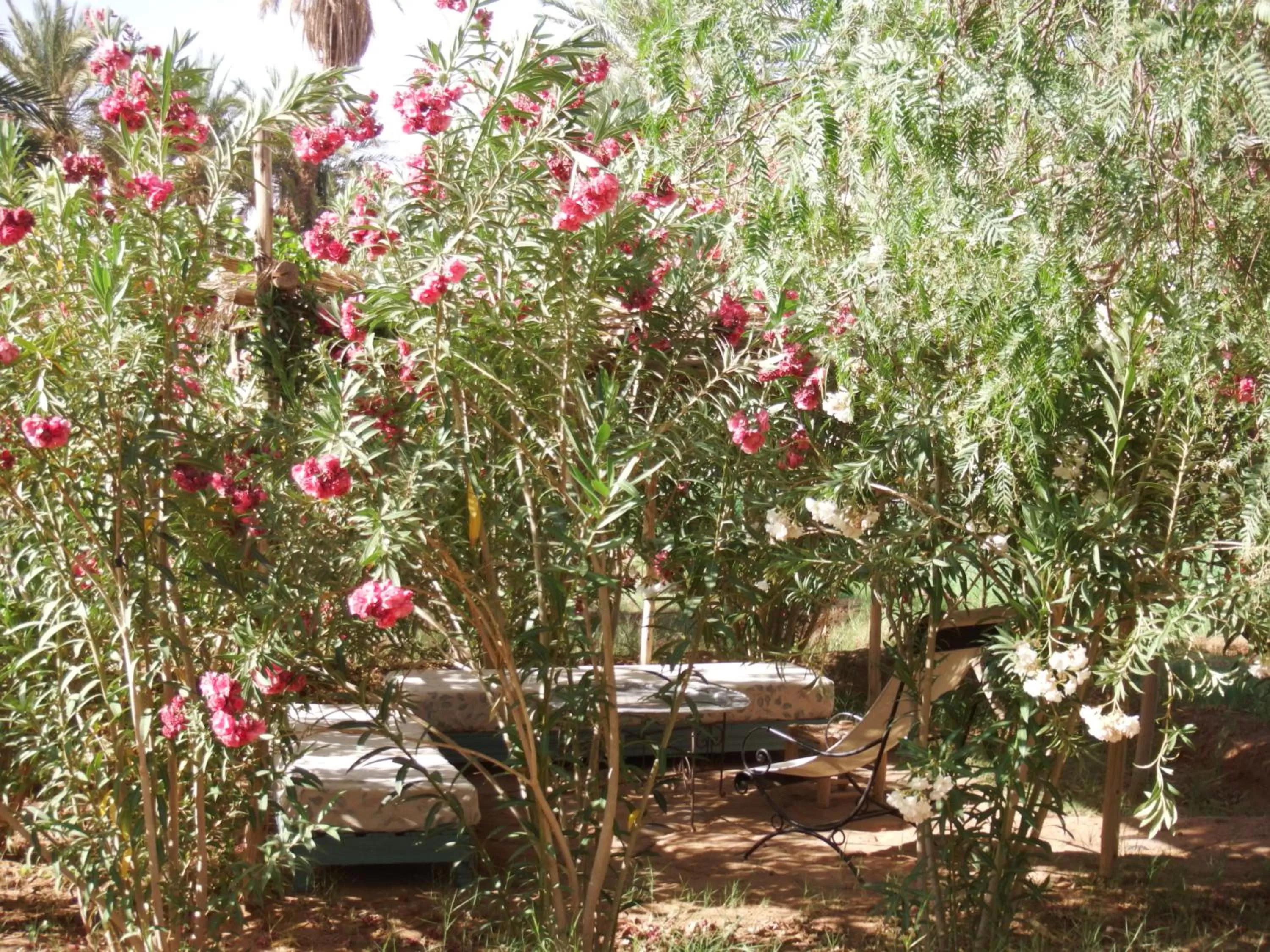 Garden in Dar Paru