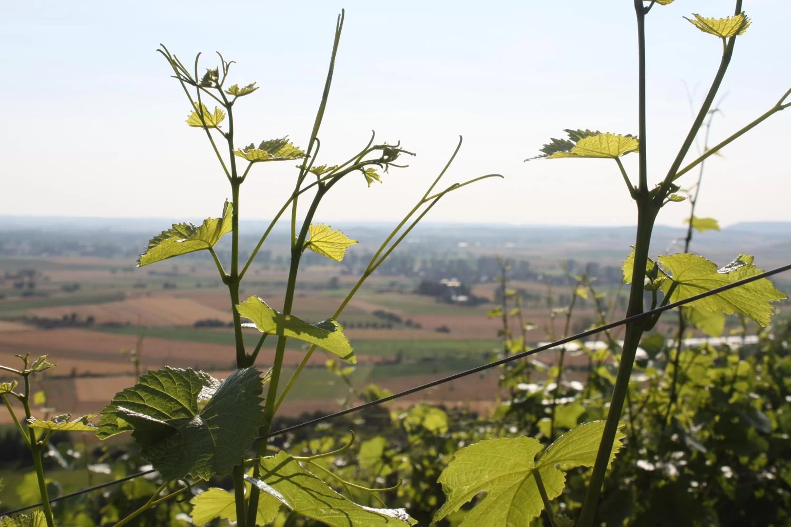 Schwarzer Adler - Hotel Garni