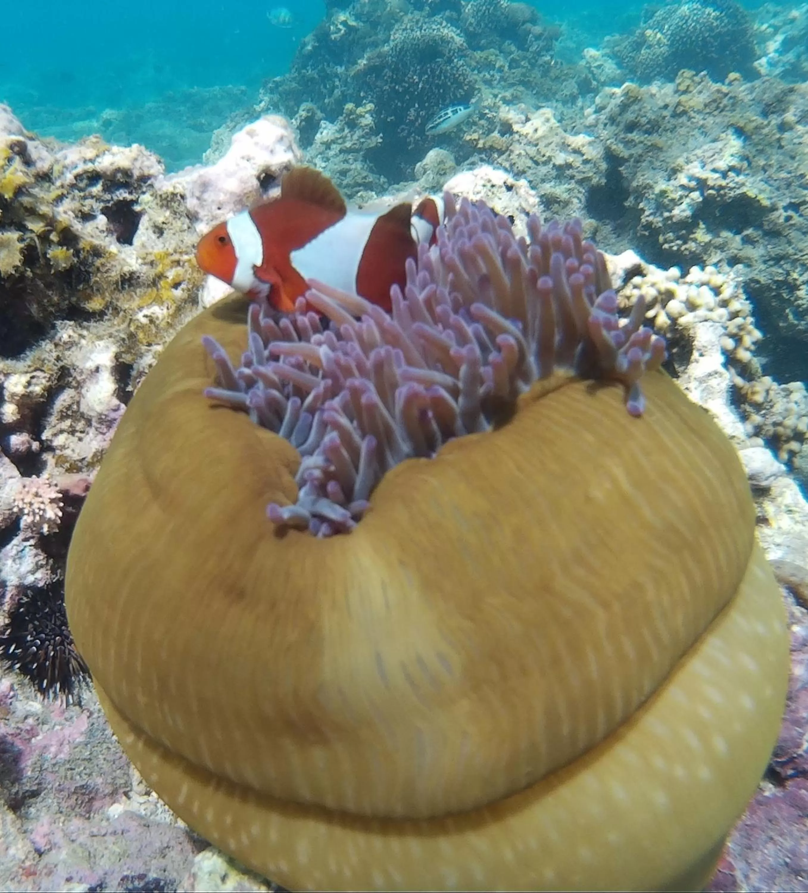 Diving in Paseo Del Mar Seaside Inn