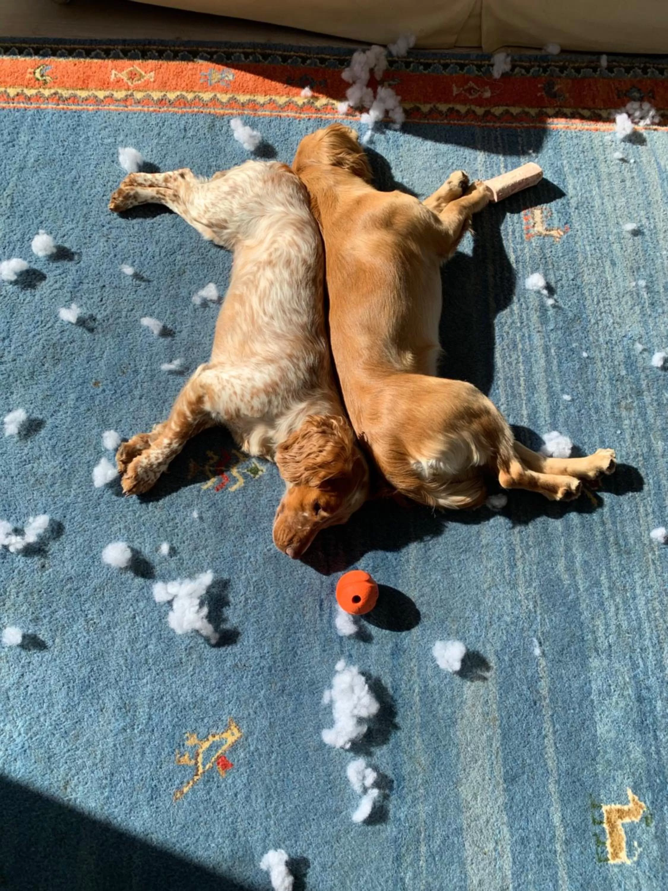 Pets, Other Animals in No12 Bed and Breakfast, St Andrews