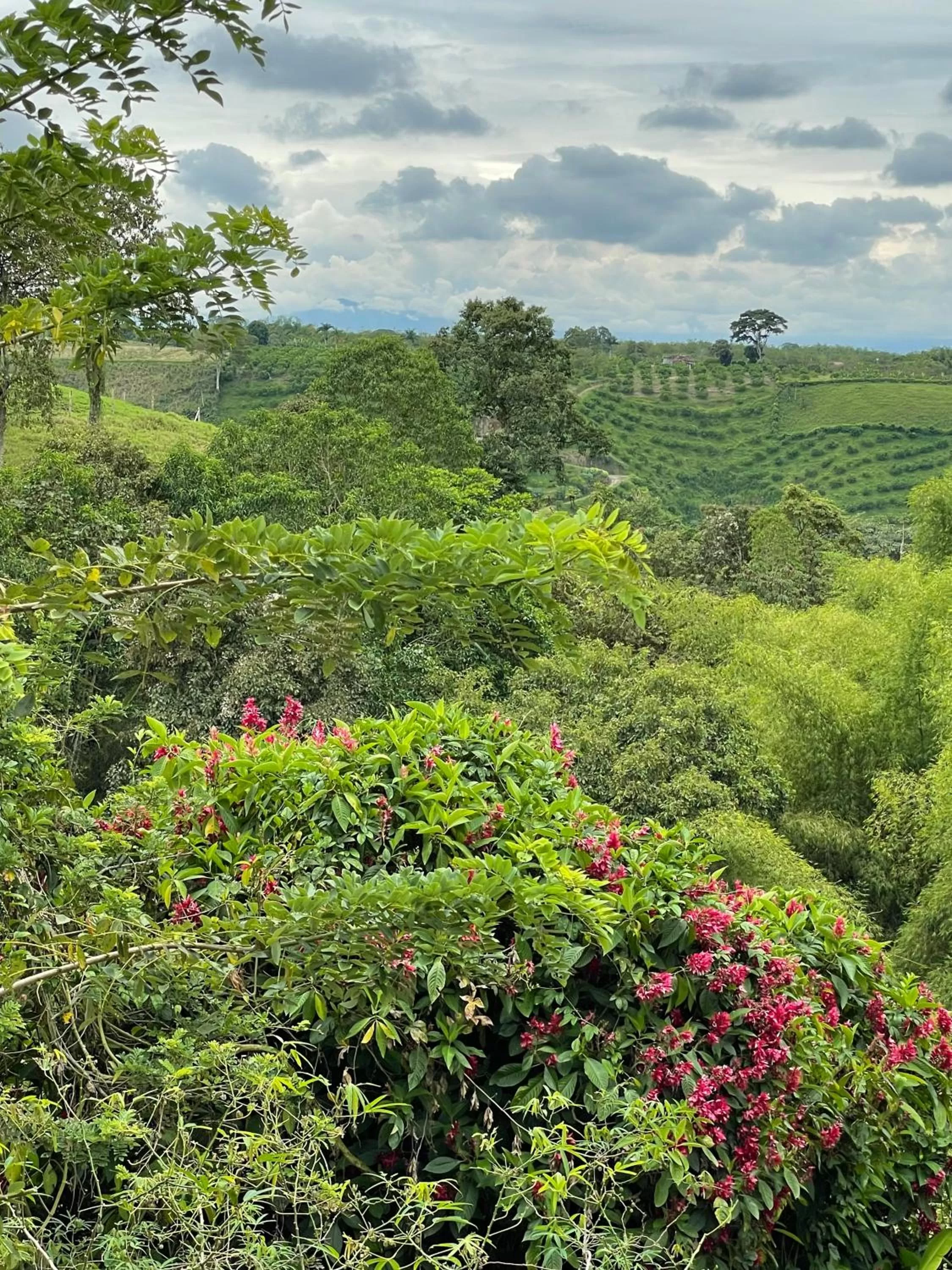 Restaurant/places to eat in MuchoSur Quimbaya