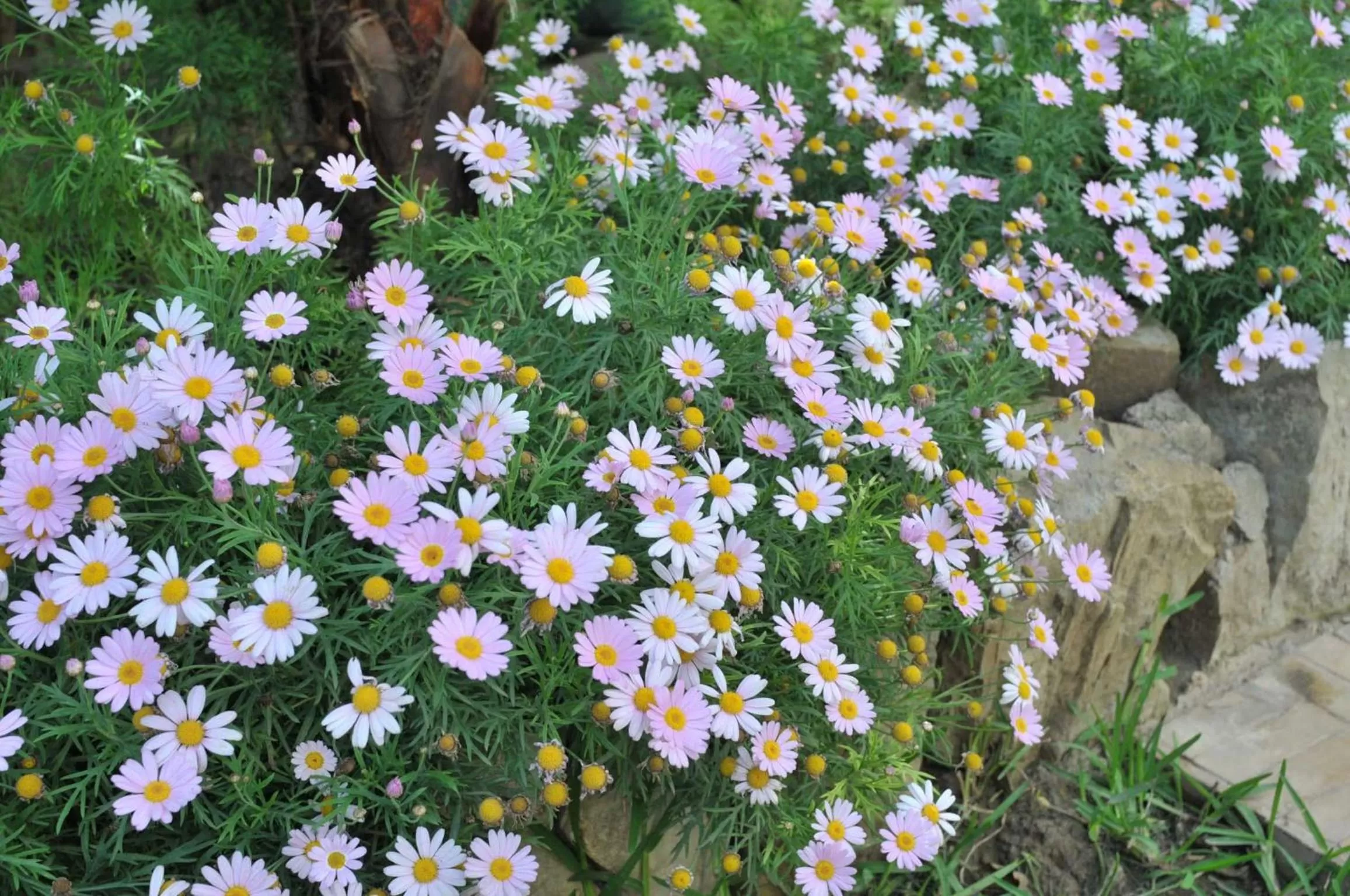 Garden in La Maison de Tanger