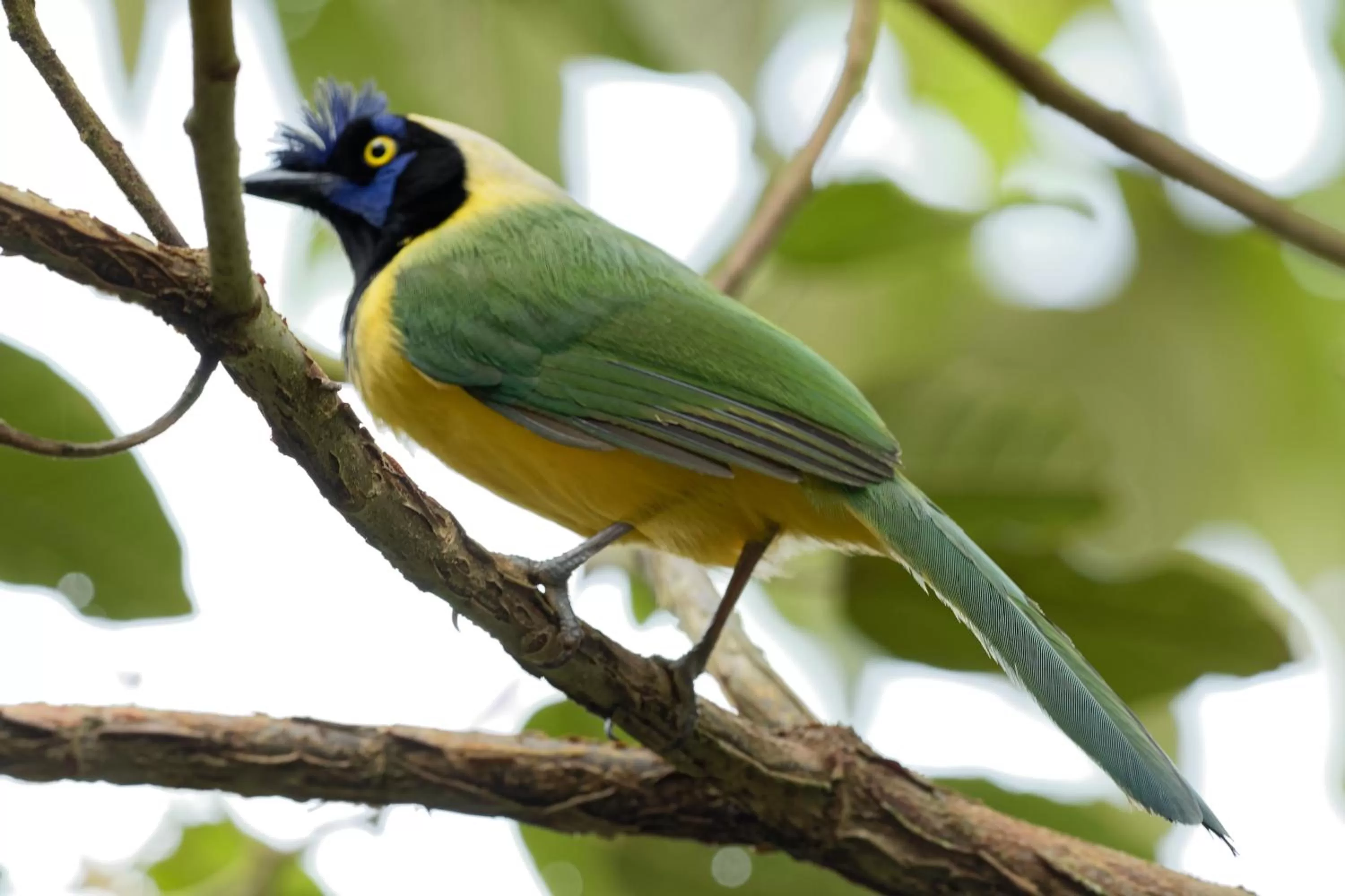 Mirador Finca Morrogacho