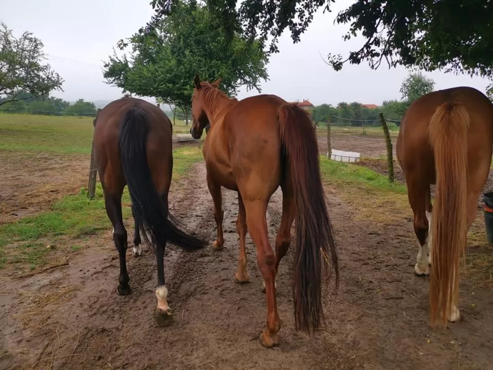 Horse-riding, Other Animals in Spa & Pool Apartment Hotel - Restaurant VILLA IVICA