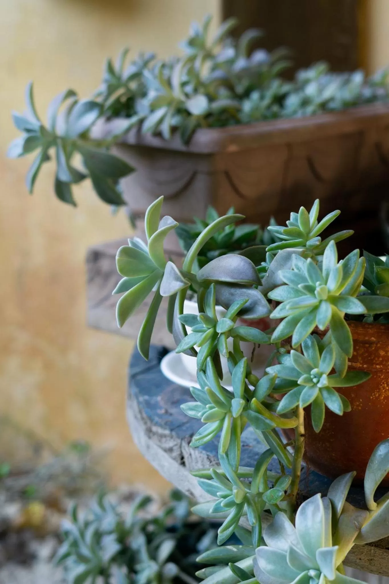 Casa dos Açores Cama e Café