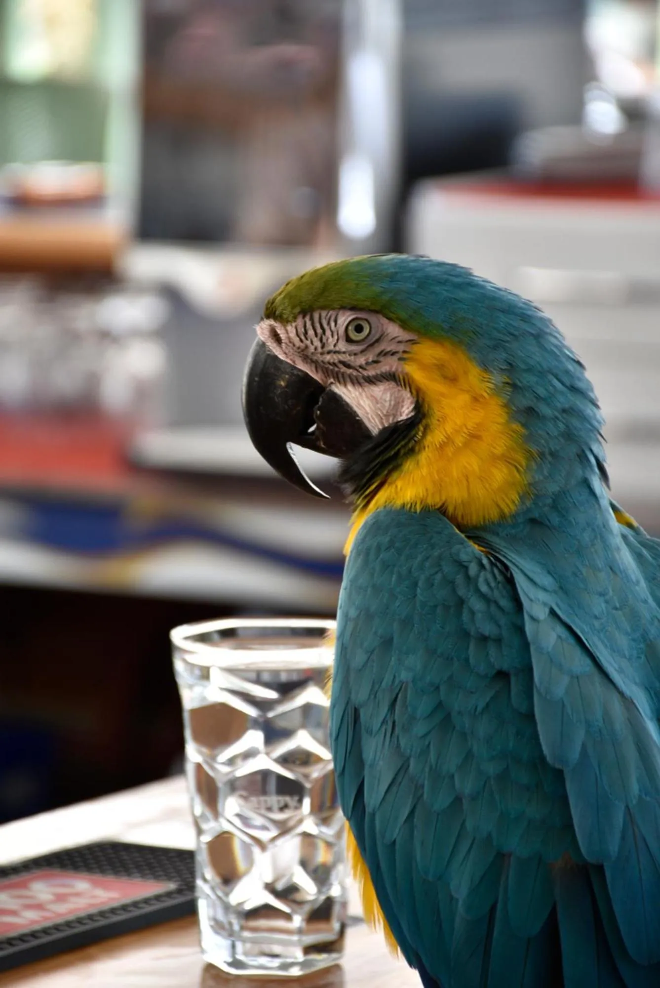 Animals in Magic Tulip Hotel