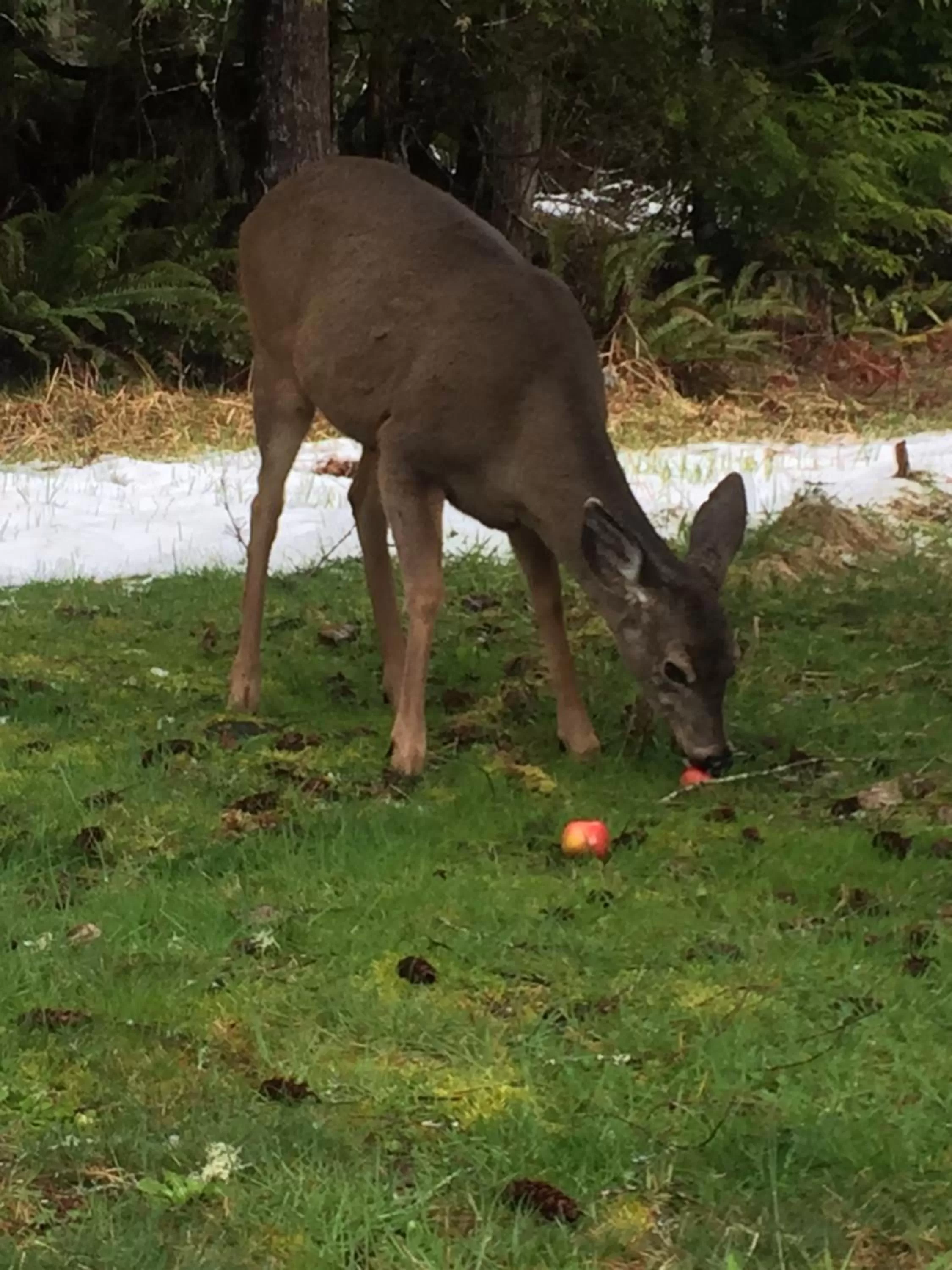 Animals in Alexander's Lodge
