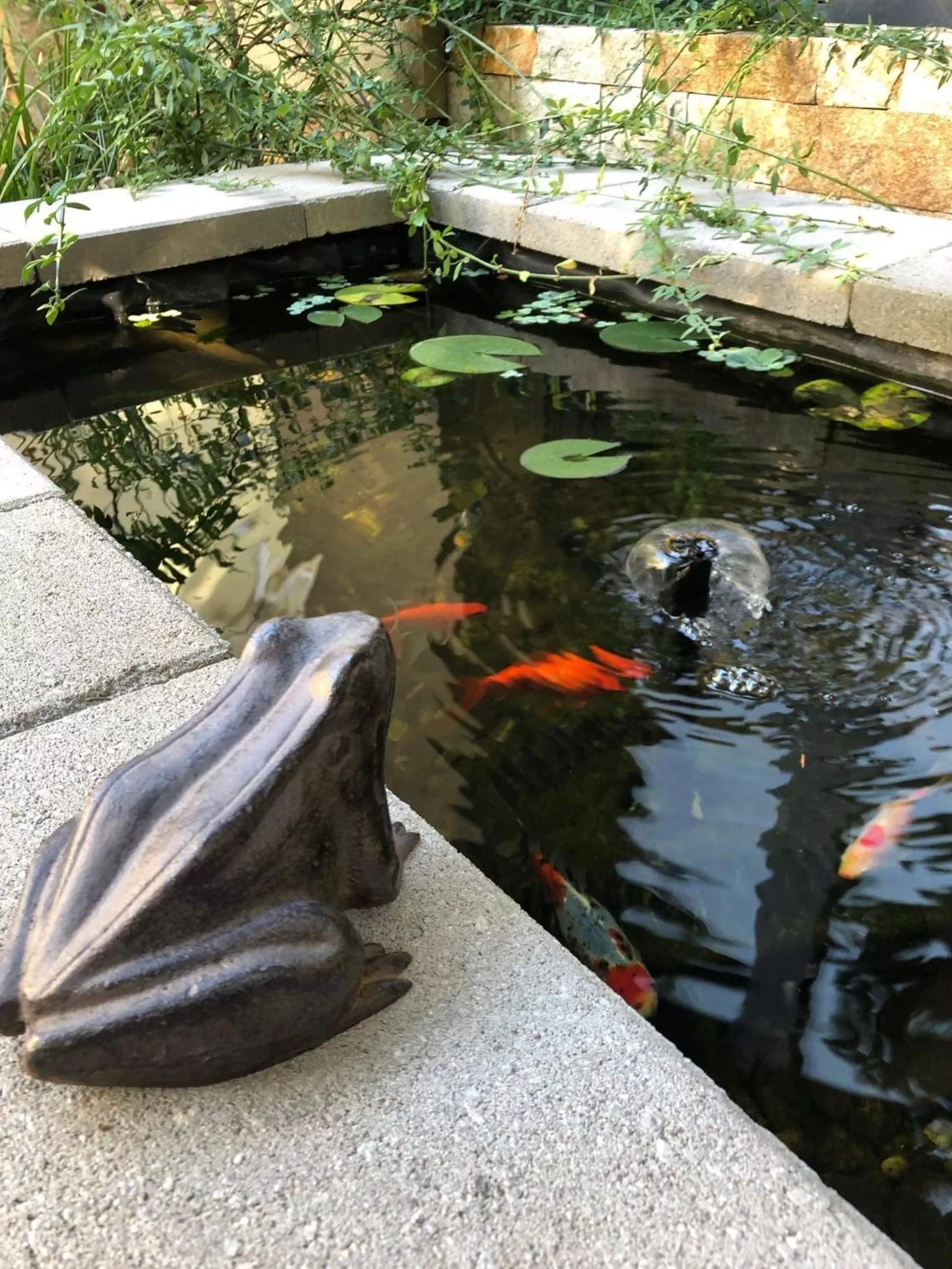 Animals in Margaréta Garden & SPA