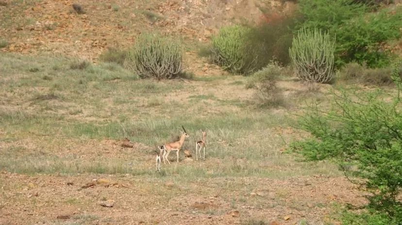 Other Animals in Hotel Murad Haveli