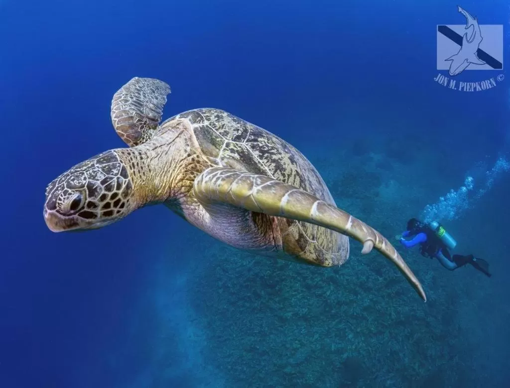 Oceans 5 Dive Resort