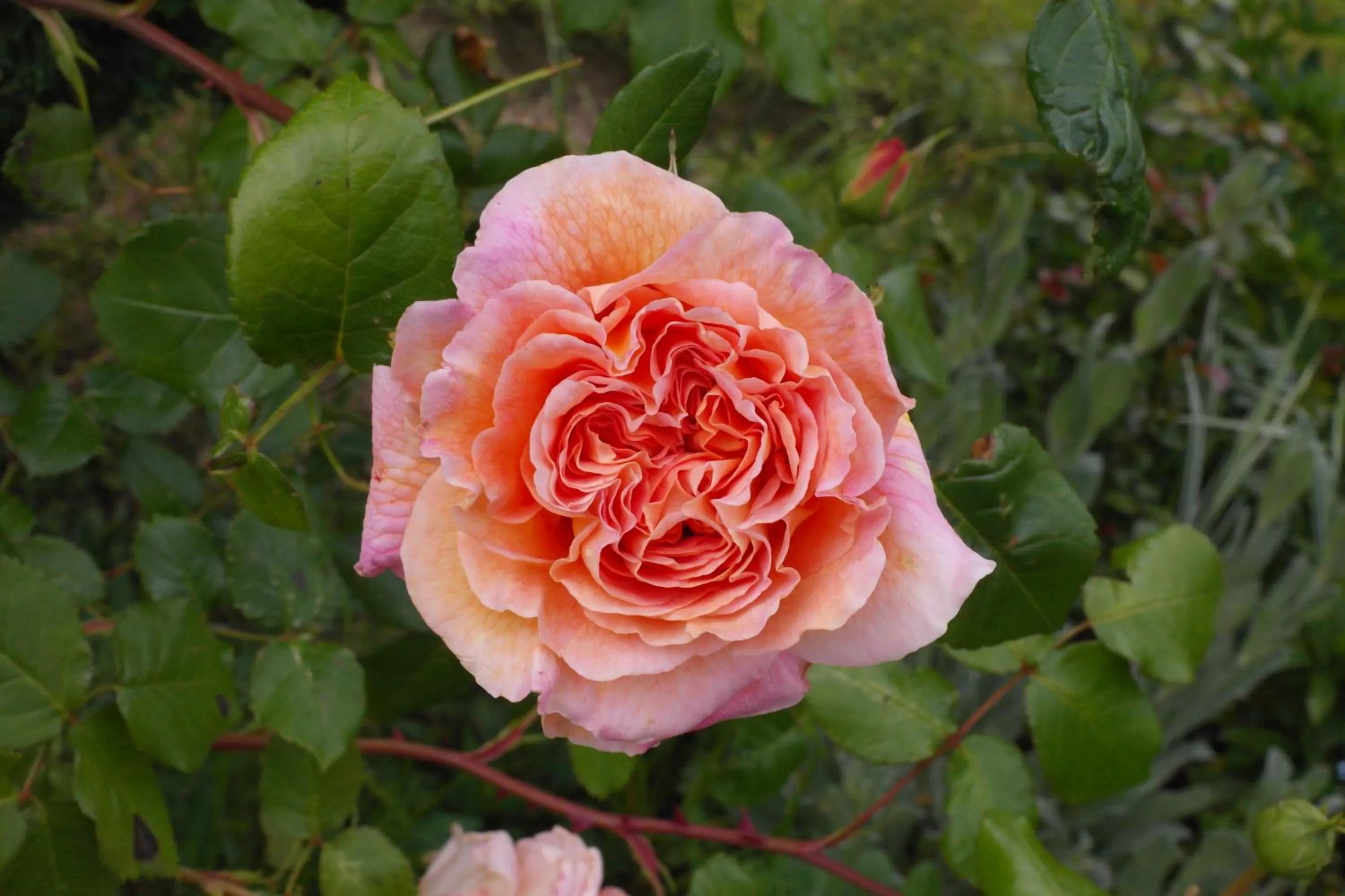 Garden in Prospect BARN
