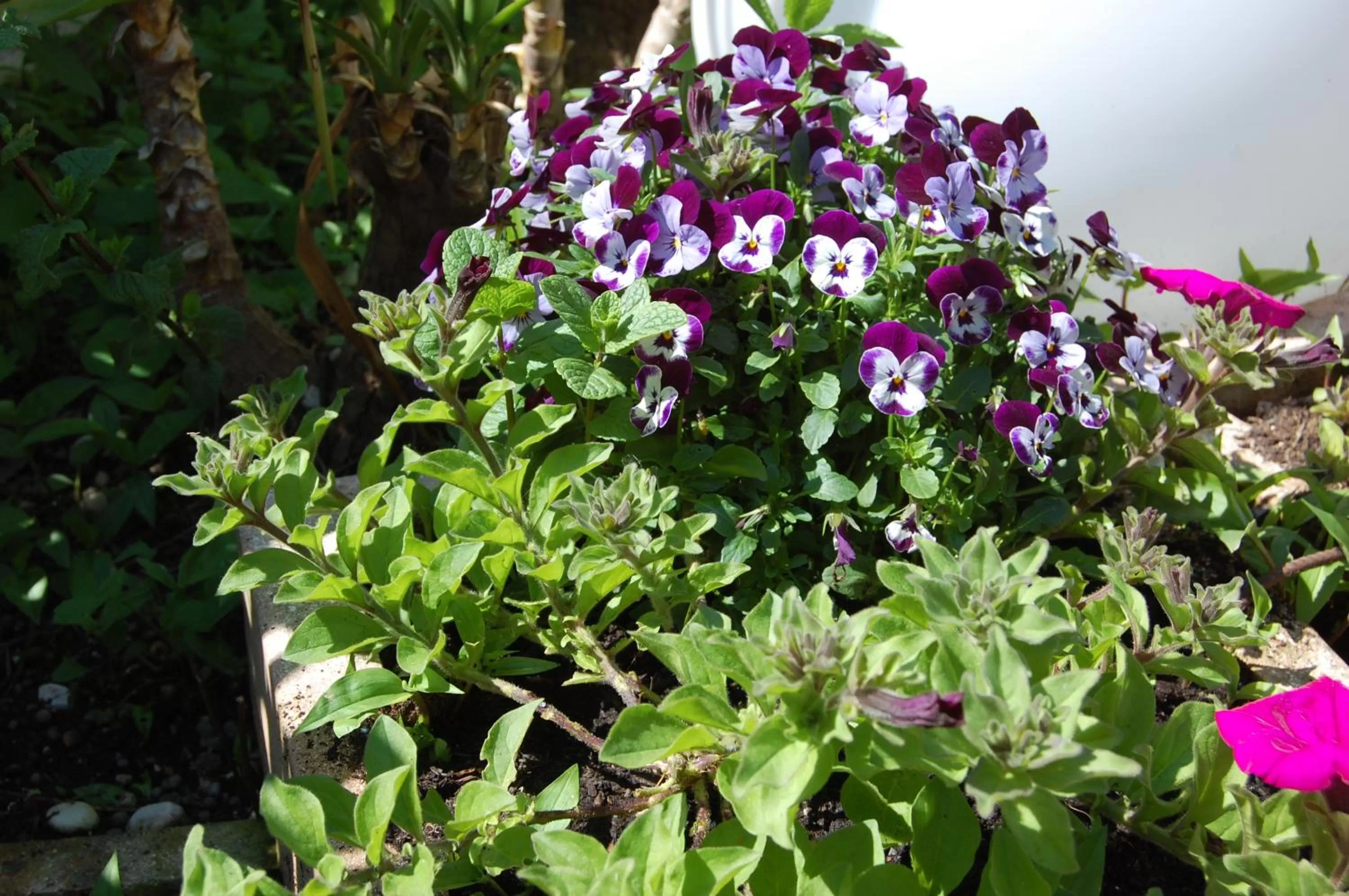 Other in Hotel Irene